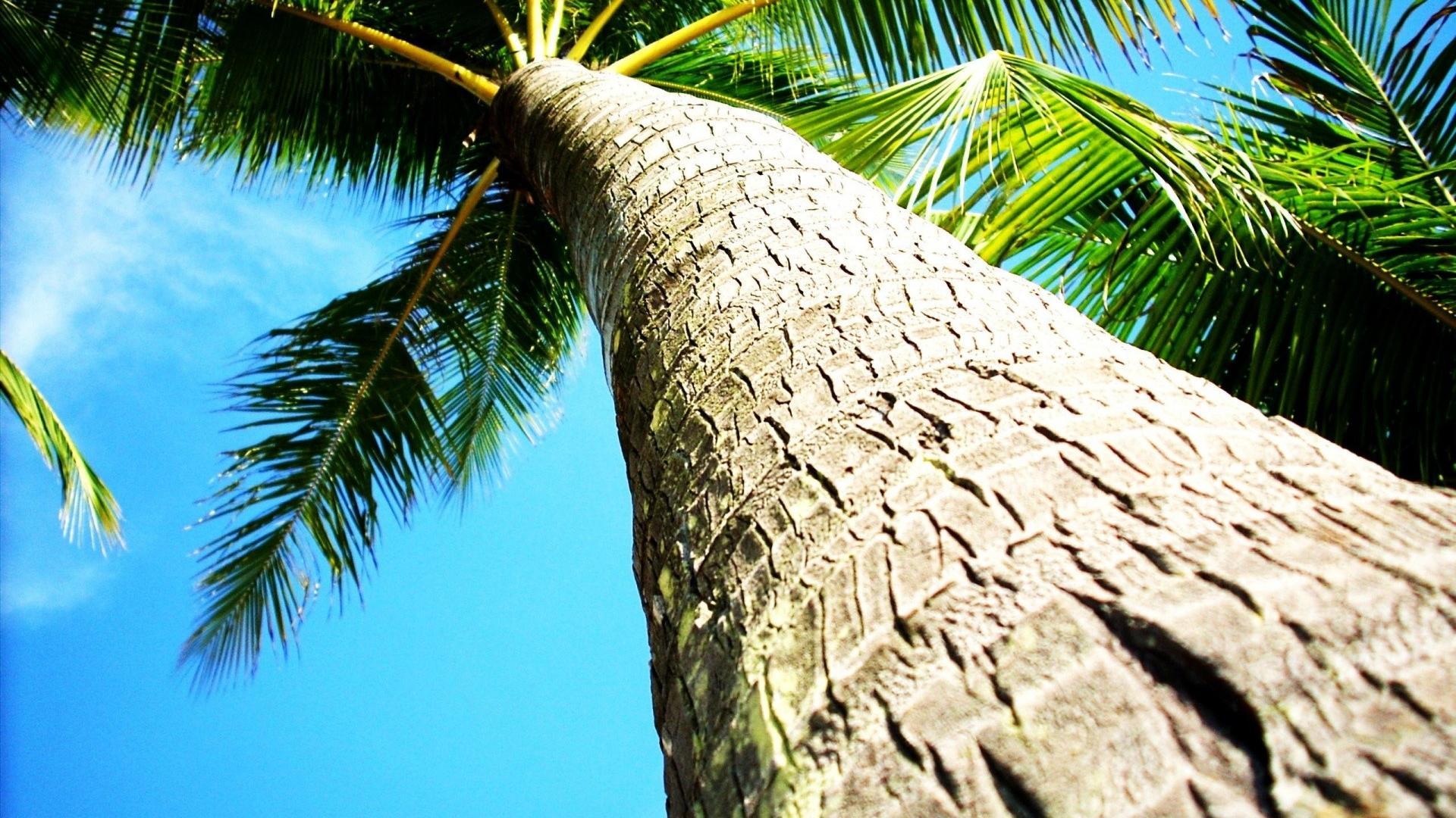 Coconut Tree Wallpapers Wallpaper Cave