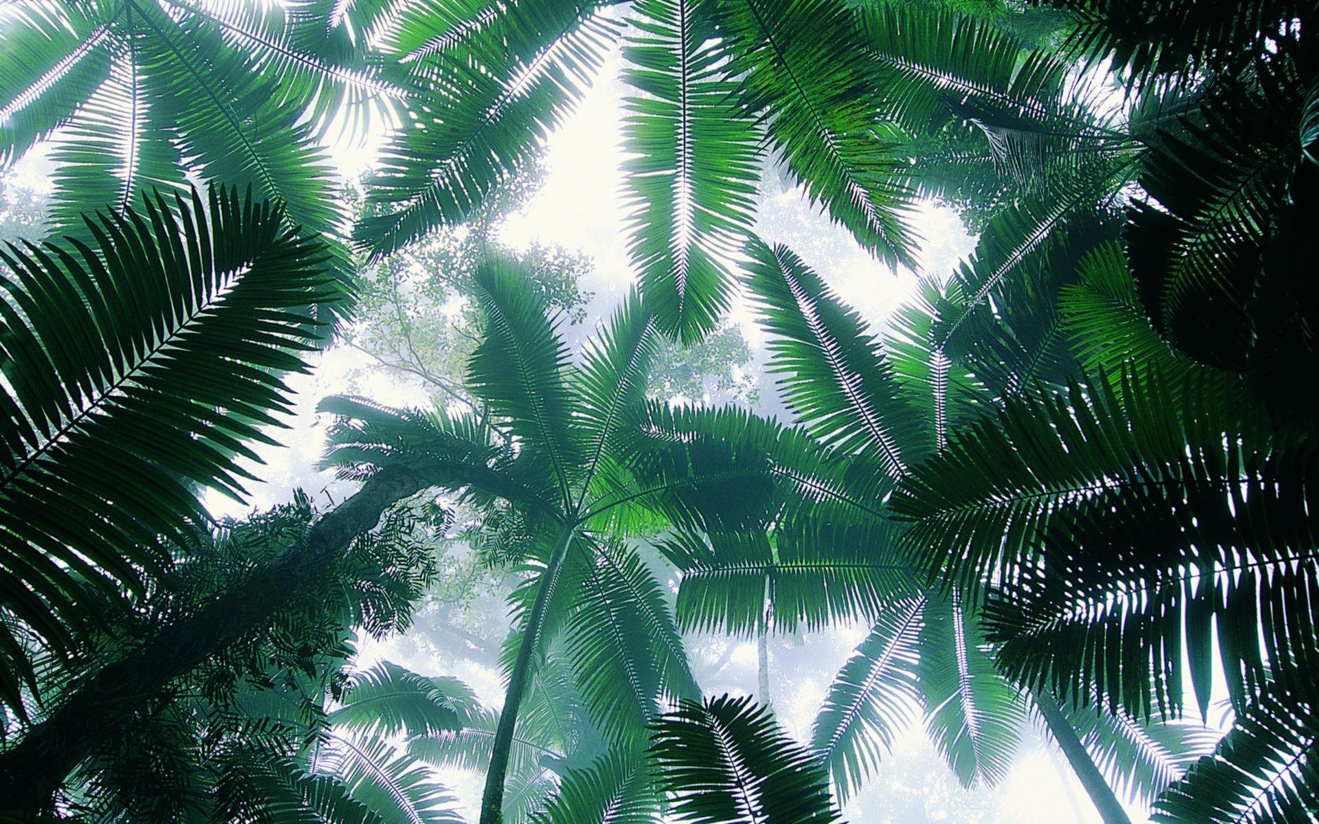 Coconut Tree Wallpapers Wallpaper Cave