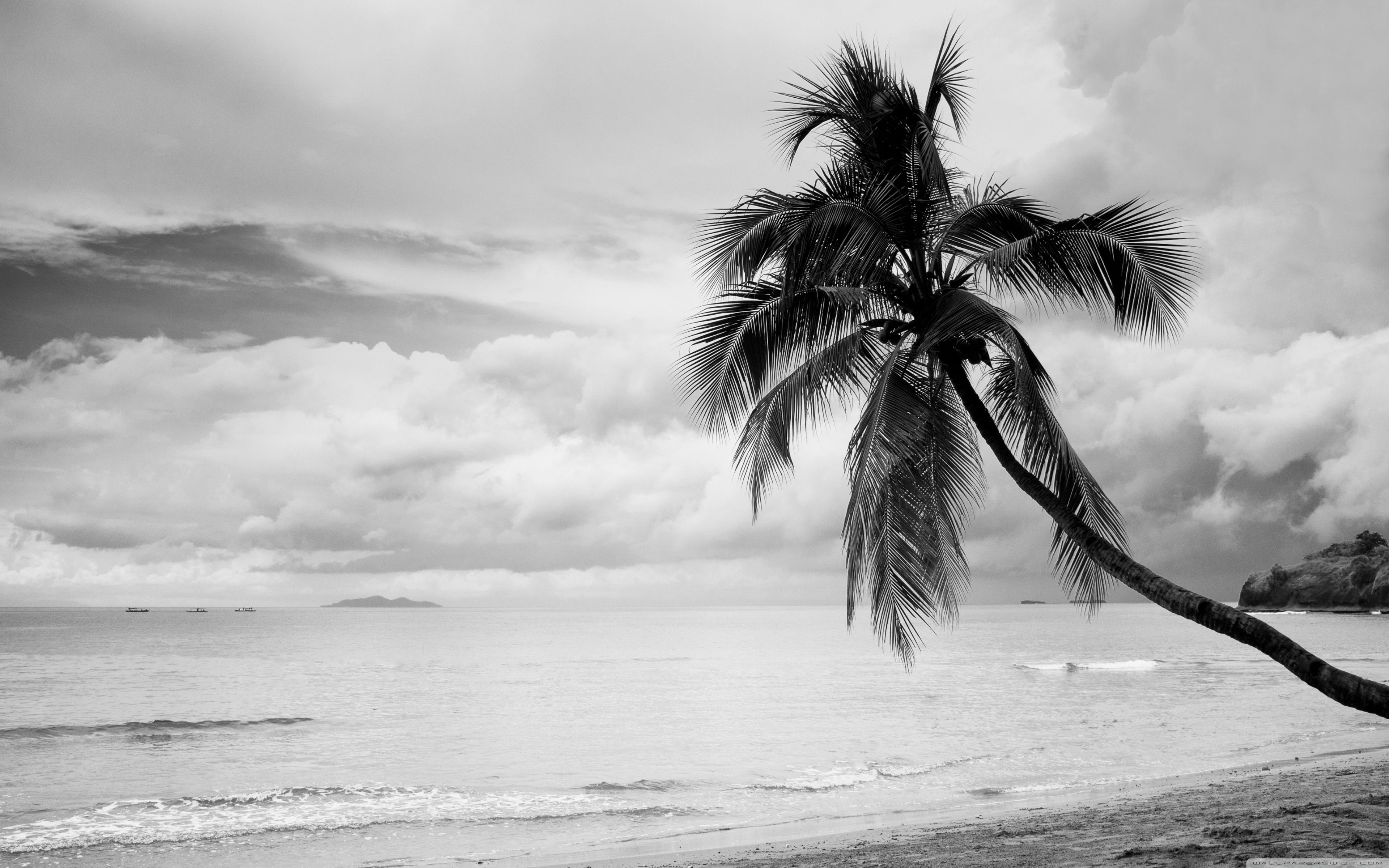 Coconut Tree Wallpapers Wallpaper Cave