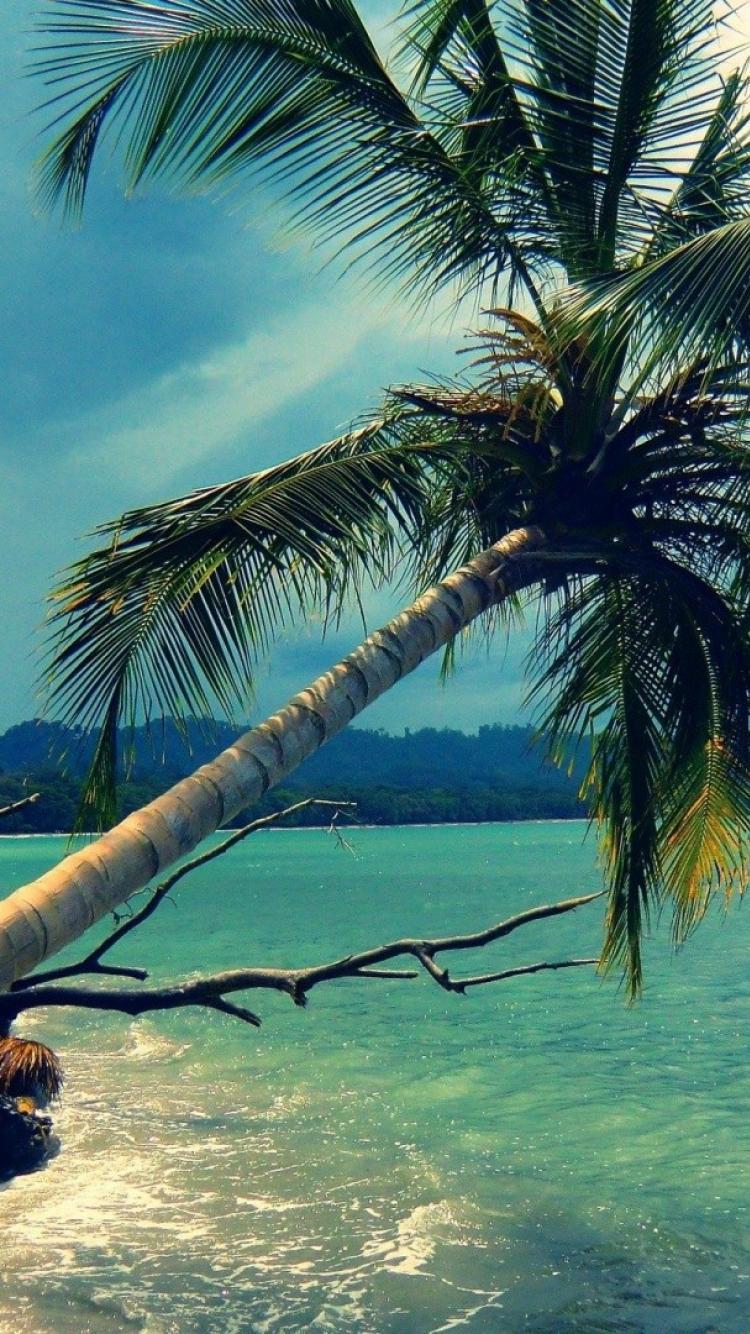Coconut Tree Wallpapers Wallpaper Cave