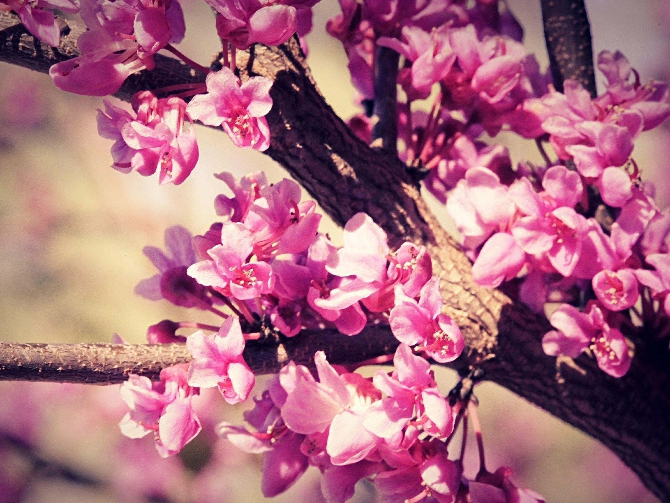 Pink Sakura Tree Wallpapers Wallpaper Cave