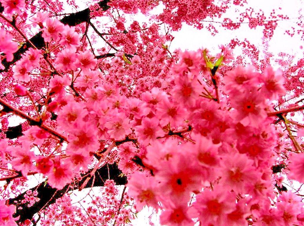 Pink Sakura Tree Wallpapers Wallpaper Cave