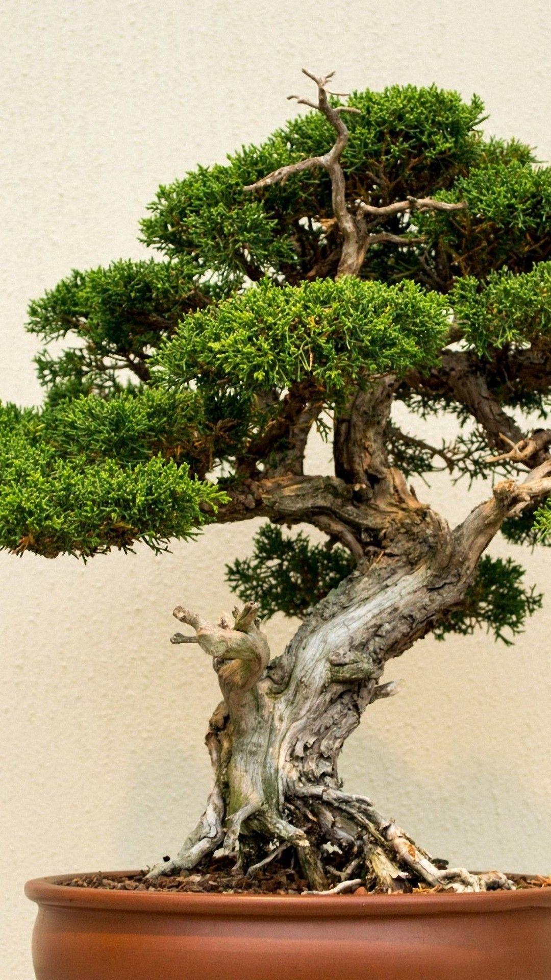 Bonsai Wallpapers HD Wallpaper Cave