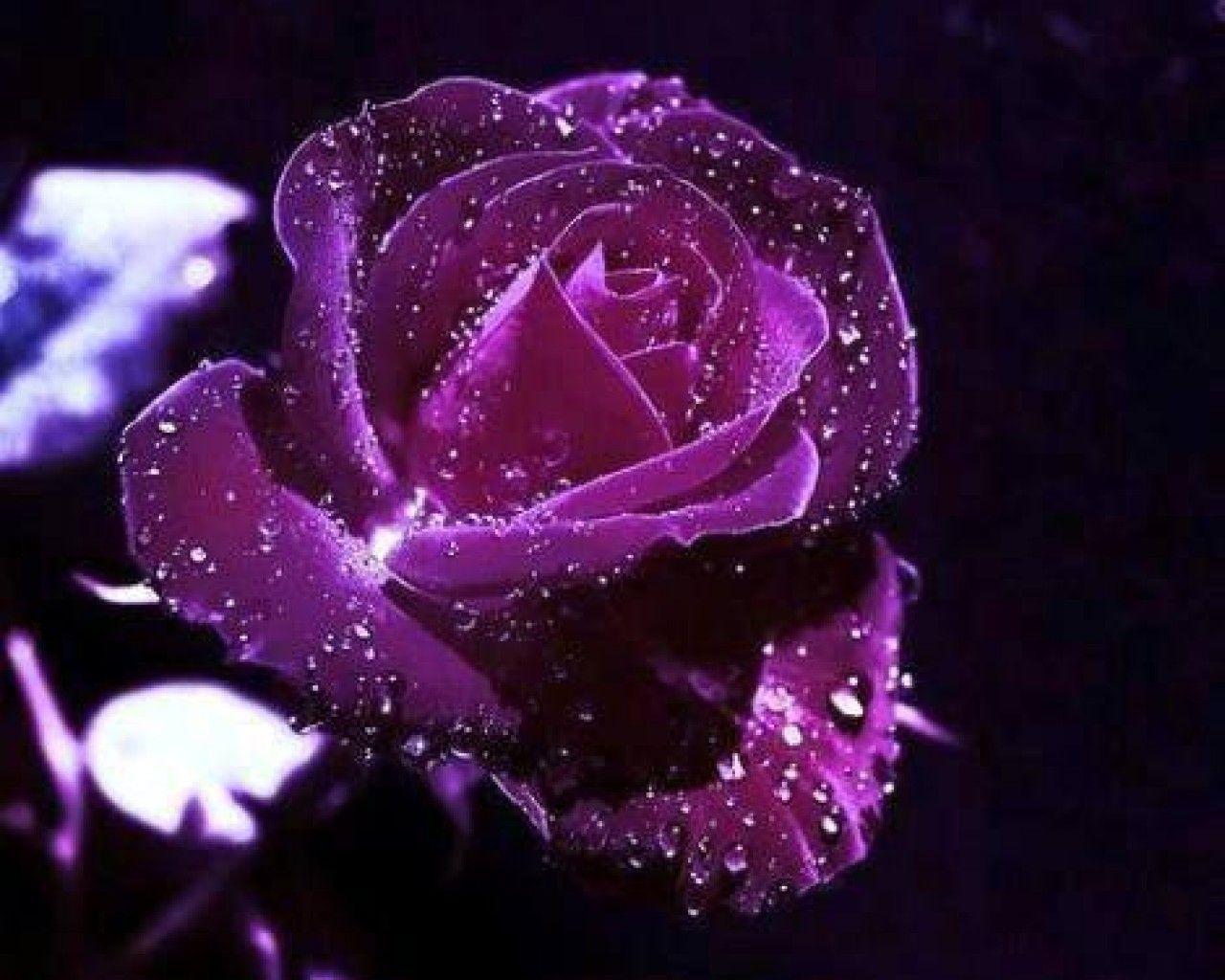 Purple Color Rose Wallpapers Wallpaper Cave