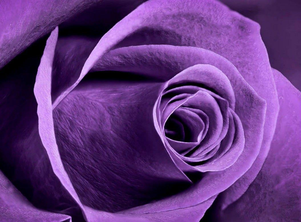Purple Color Rose Wallpapers Wallpaper Cave