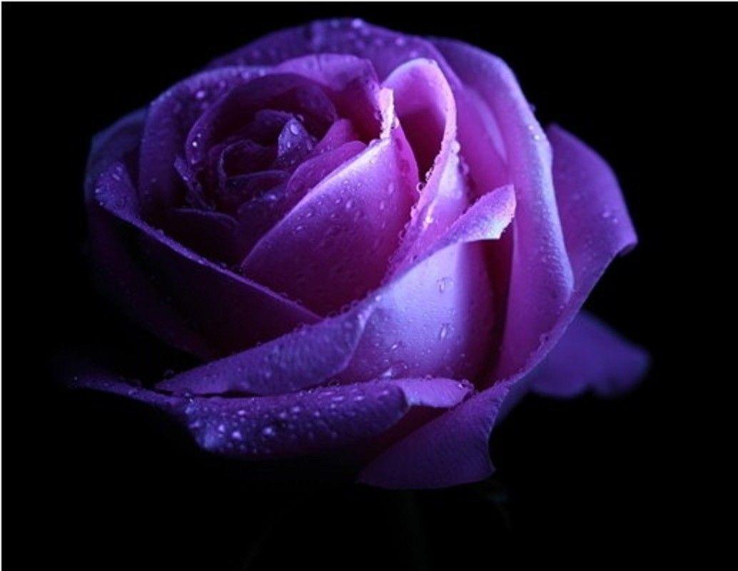 Purple Color Rose Wallpapers Wallpaper Cave