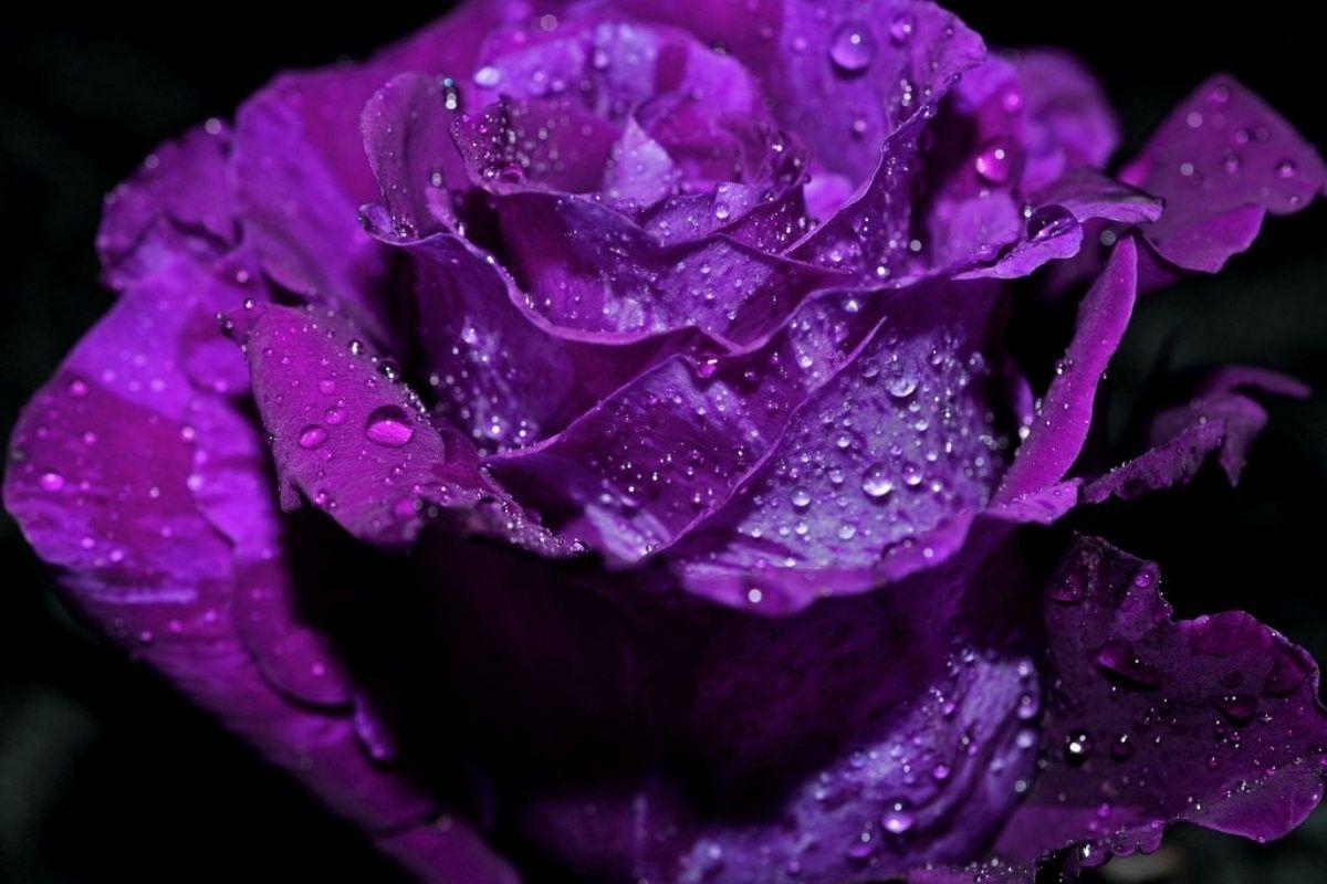 Purple Color Rose Wallpapers Wallpaper Cave
