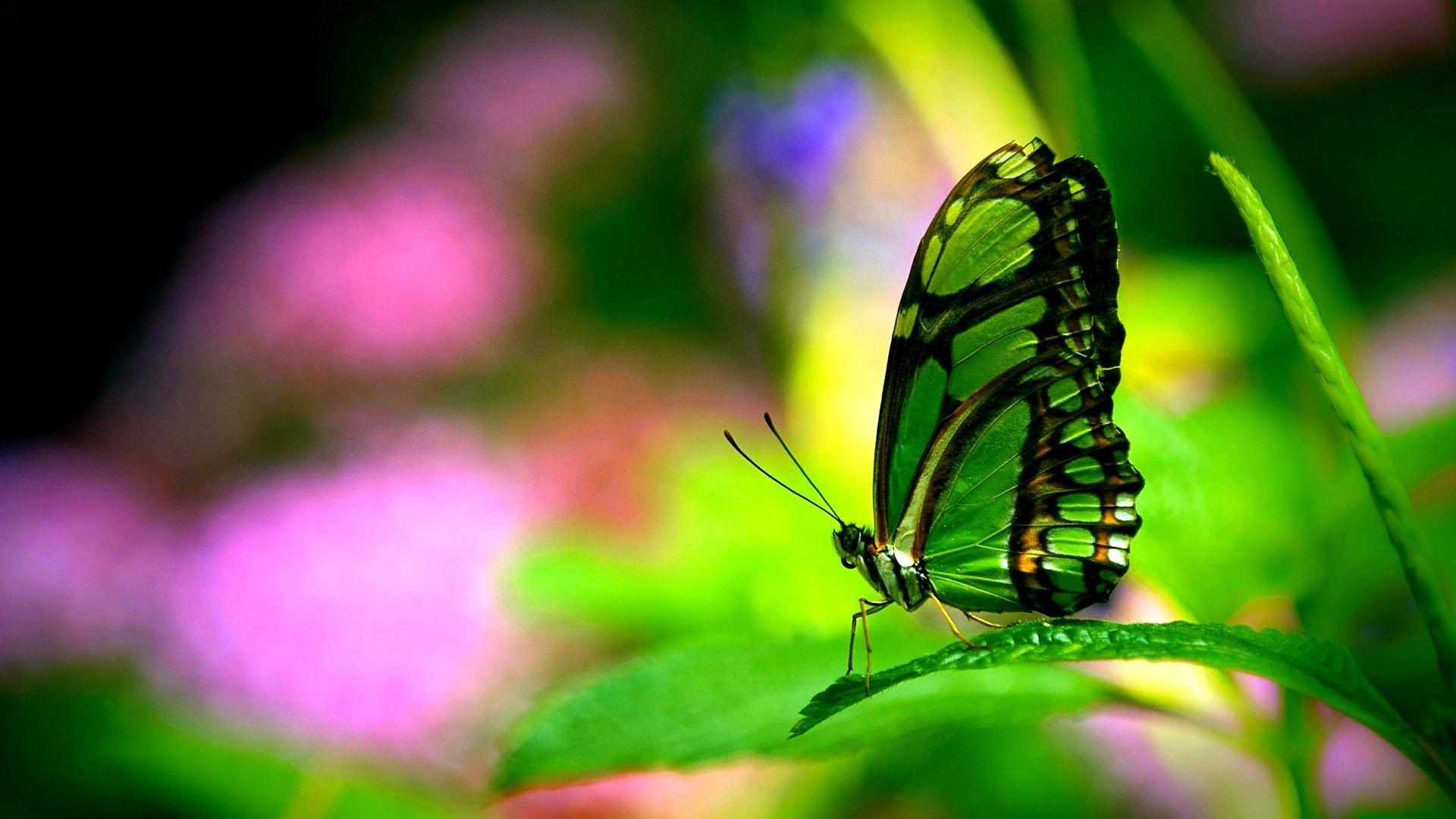 Neon Green Butterflies Wallpapers Wallpaper Cave