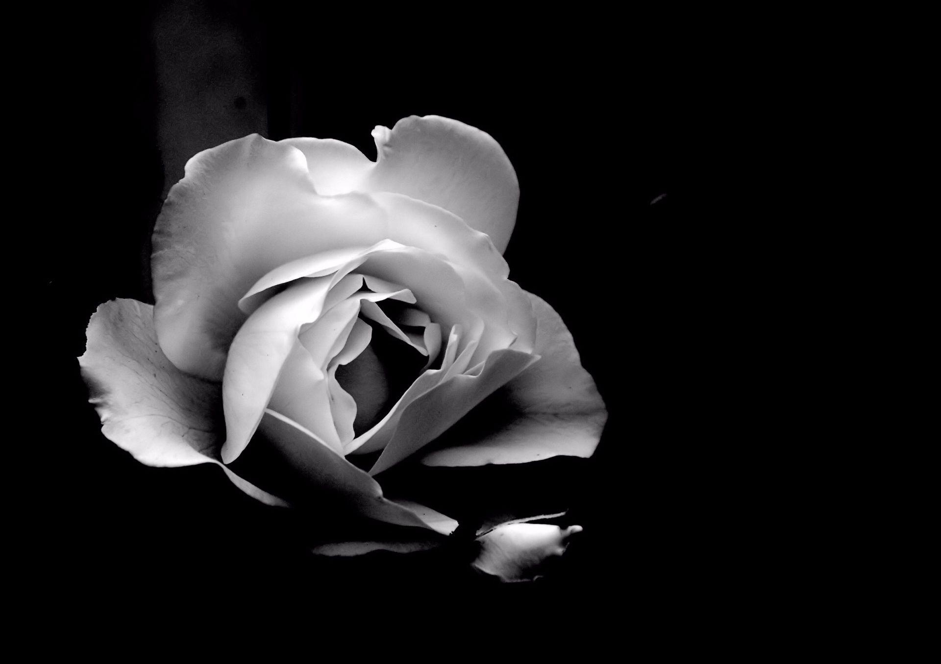 White Roses Black Backgrounds Wallpaper Cave