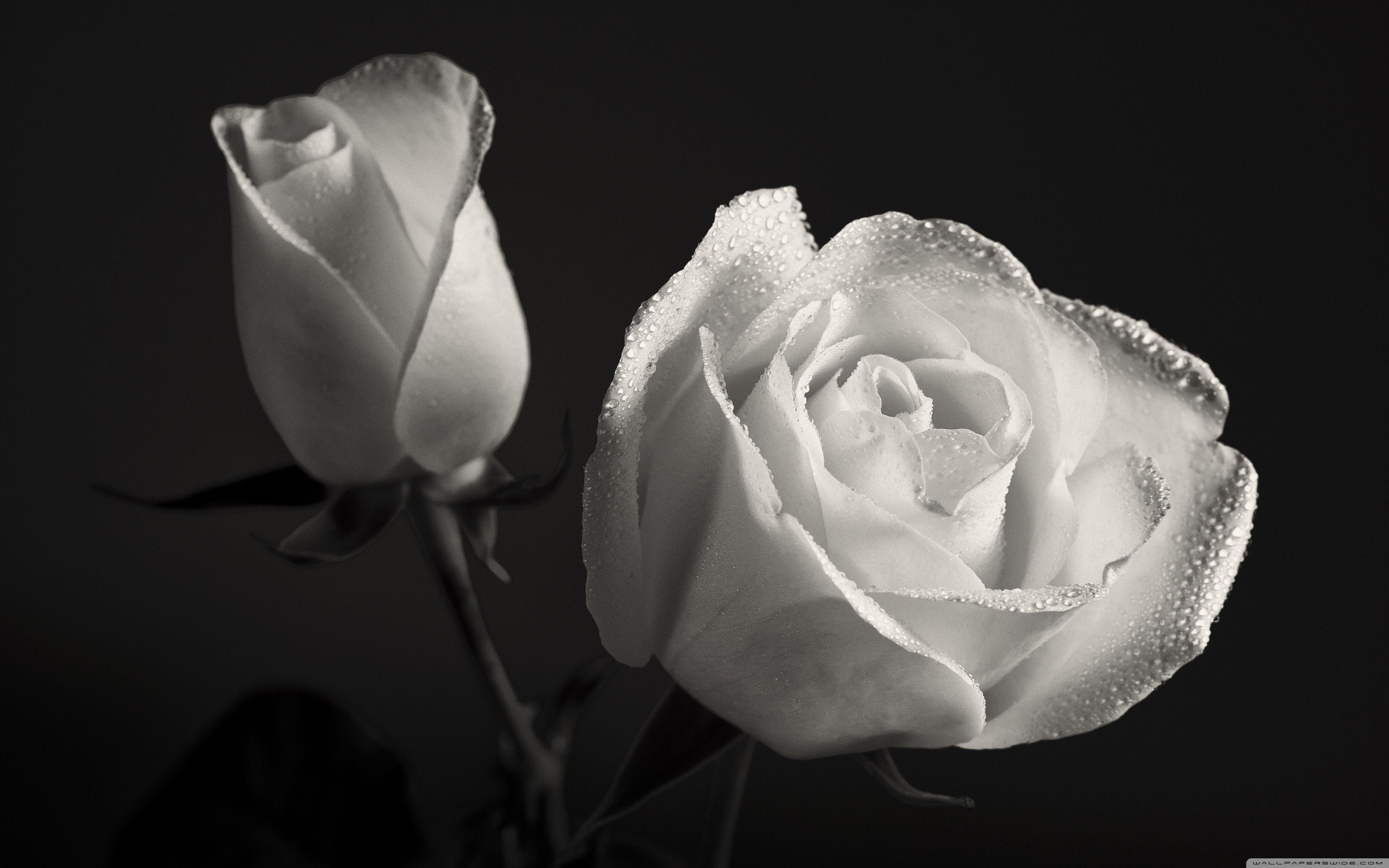 White Roses Black Backgrounds Wallpaper Cave
