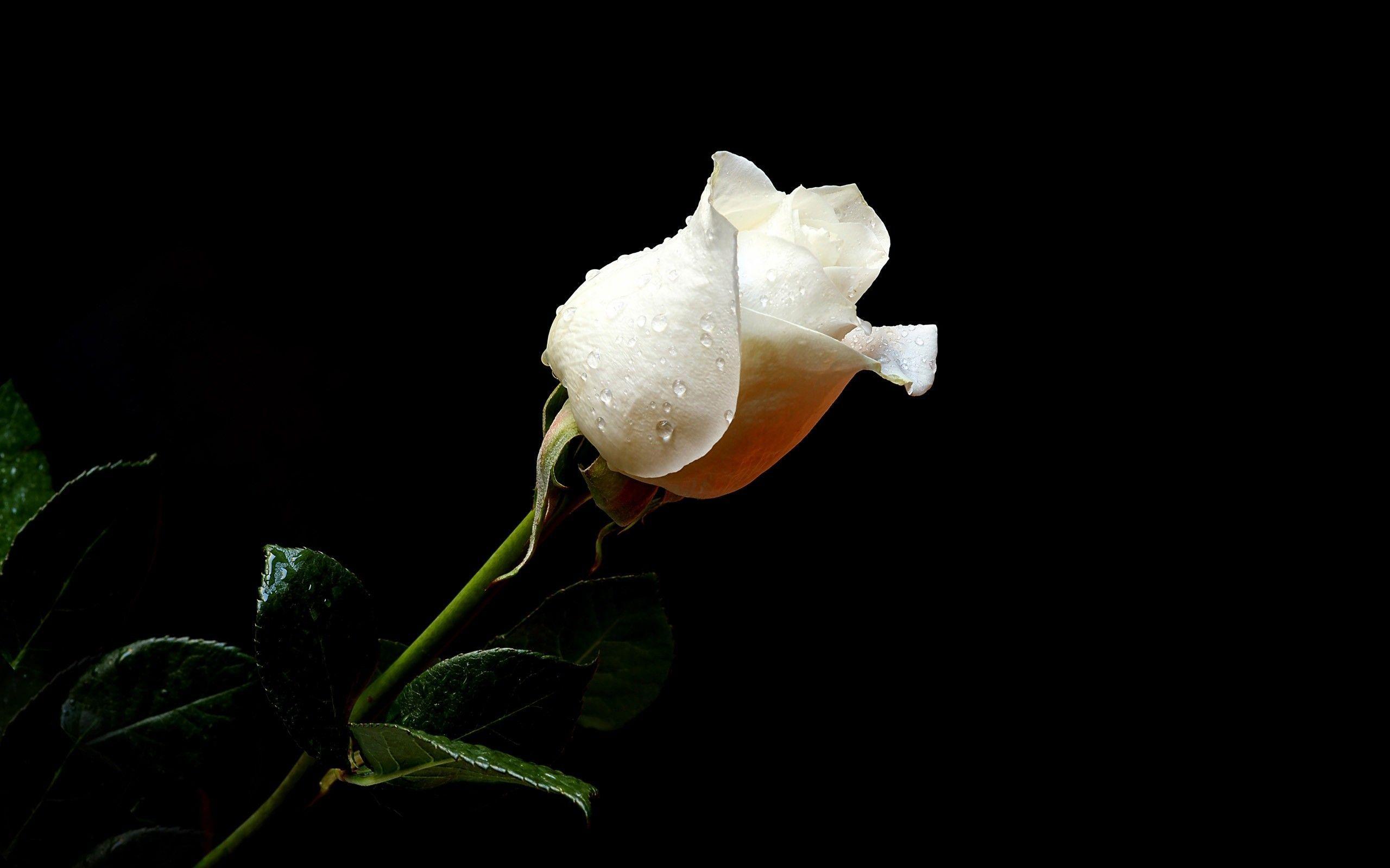 White Roses Black Backgrounds Wallpaper Cave