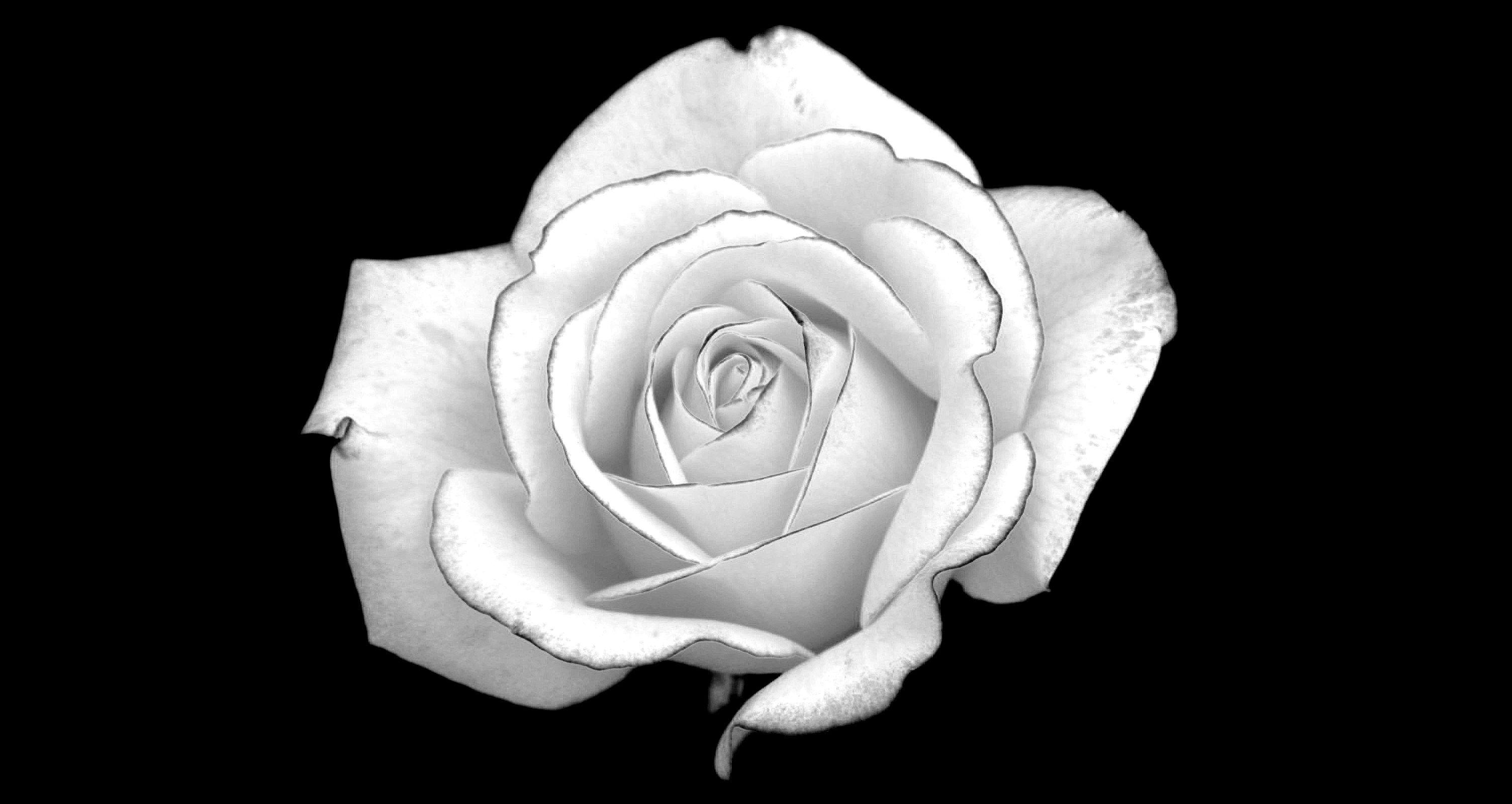 White Roses Black Backgrounds Wallpaper Cave
