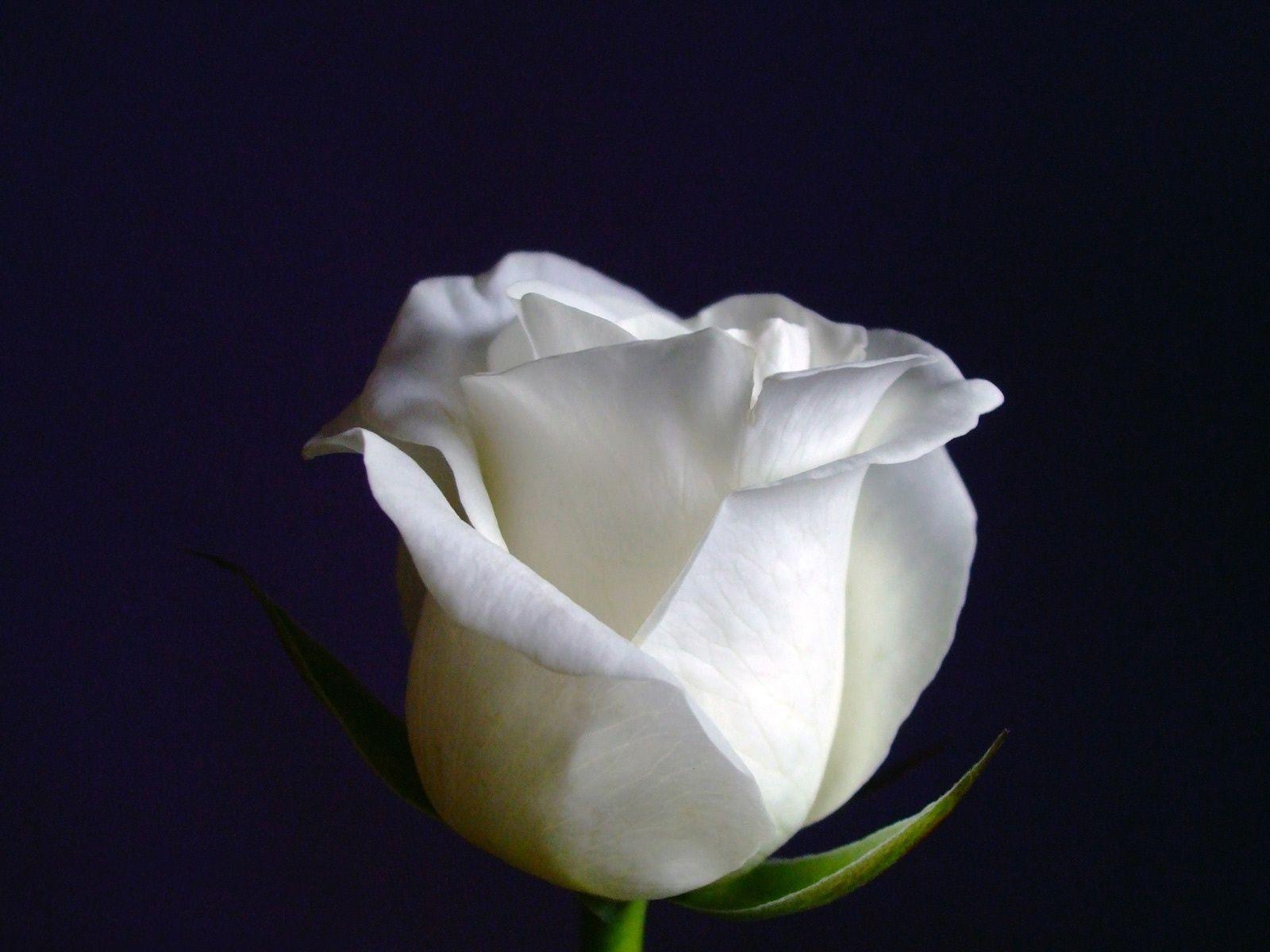 White Roses Black Backgrounds Wallpaper Cave