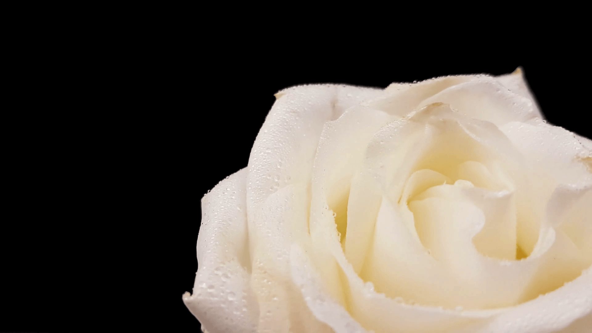 White Roses Black Backgrounds Wallpaper Cave
