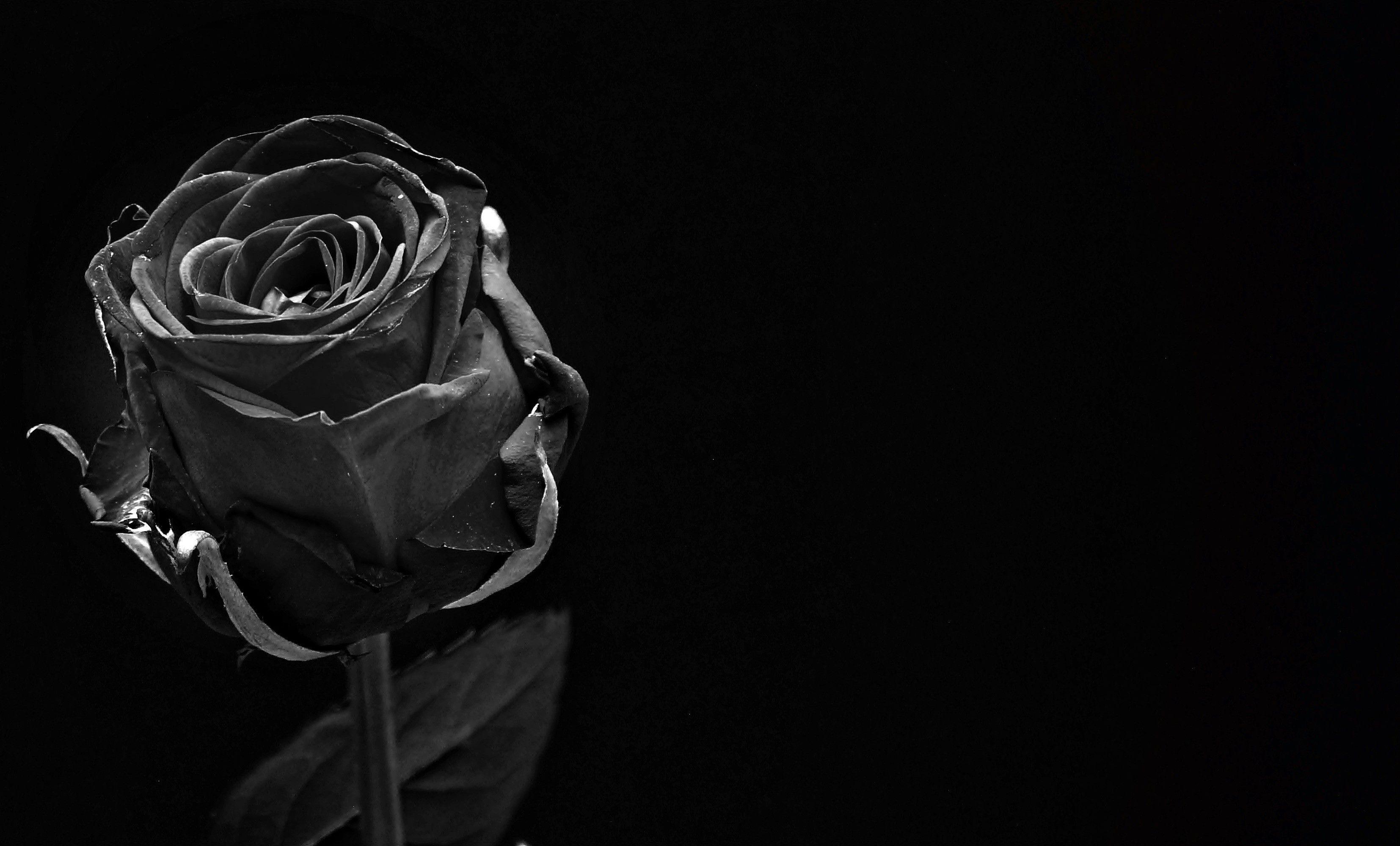 White Roses Black Backgrounds Wallpaper Cave
