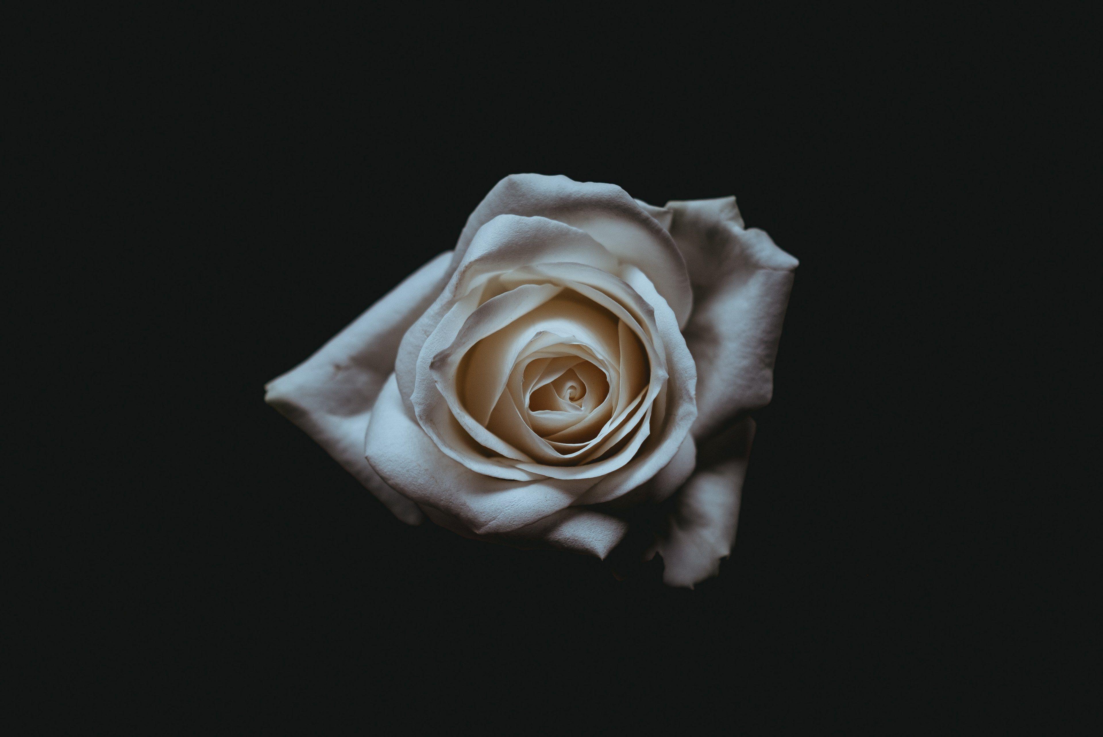 White Roses Black Backgrounds Wallpaper Cave