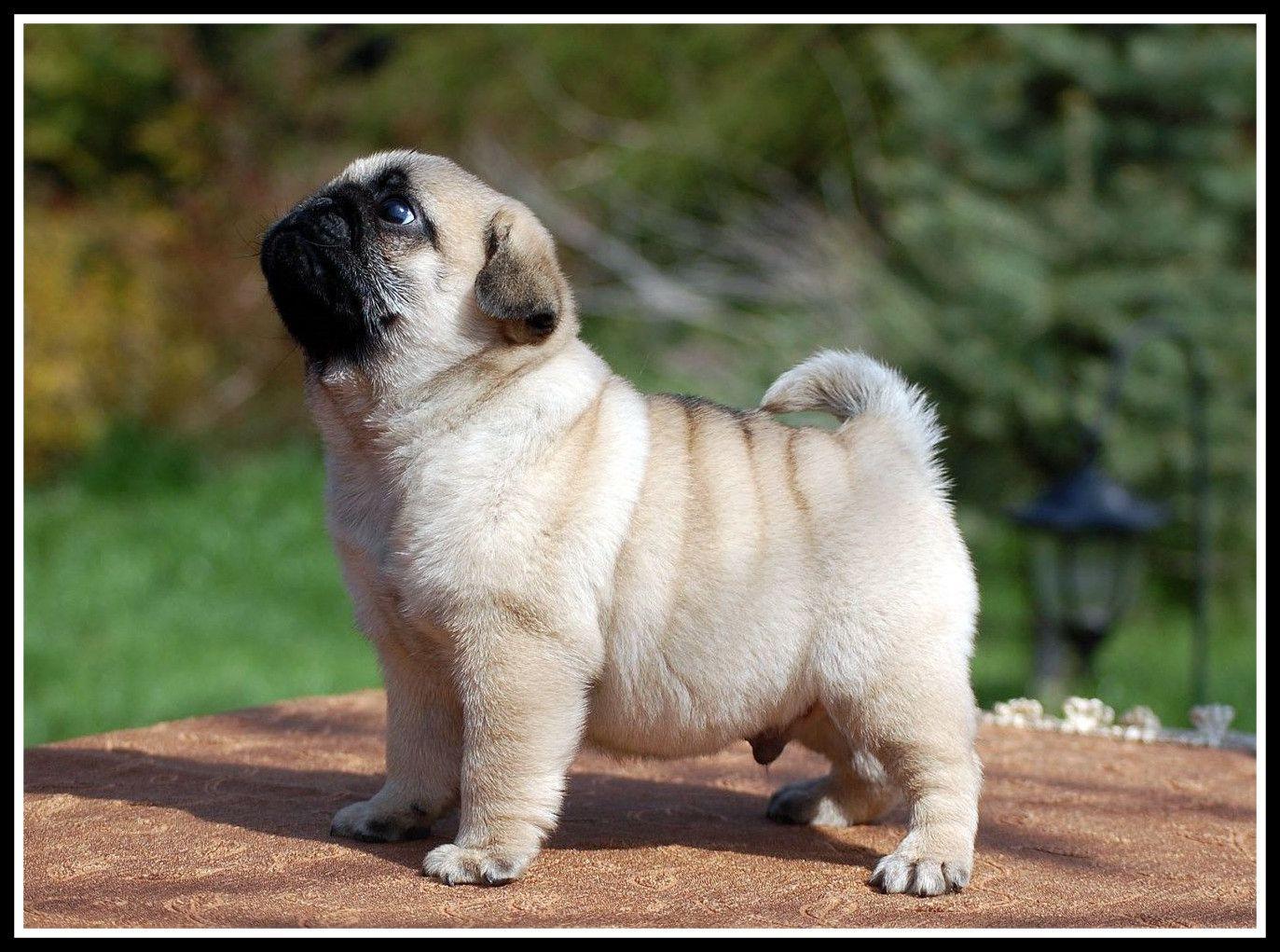 Cute Baby Pugs Wallpapers Wallpaper Cave