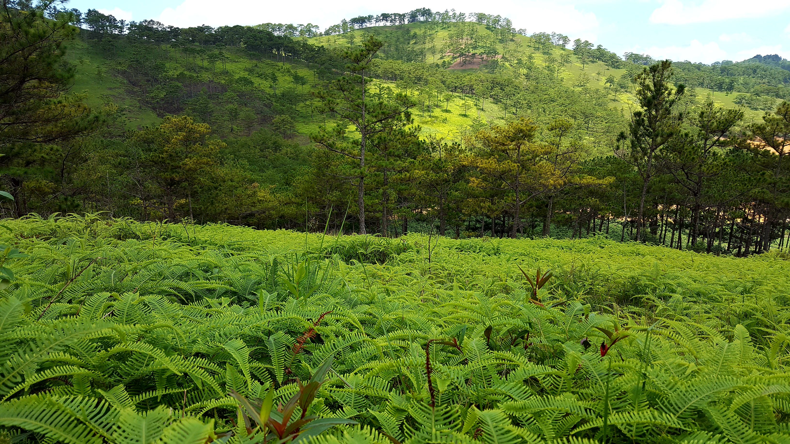 Jurassic Backgrounds Wallpaper Cave