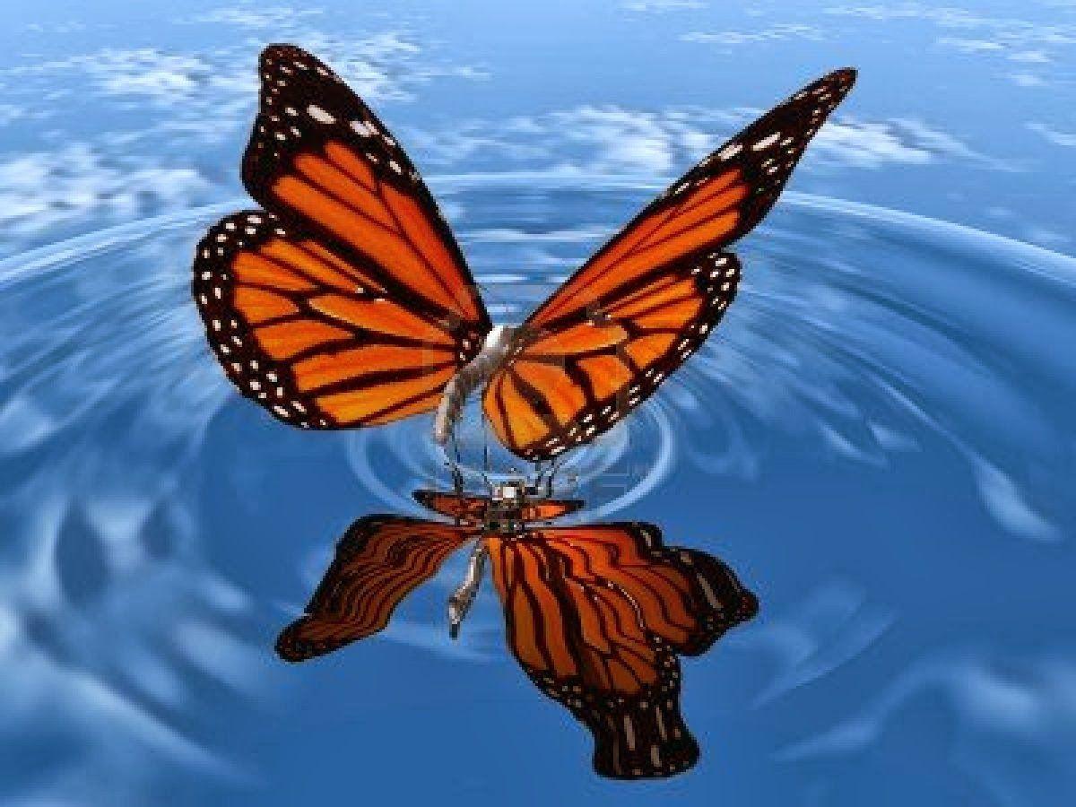 Free 3D Wallpapers Butterfly Wallpaper Cave