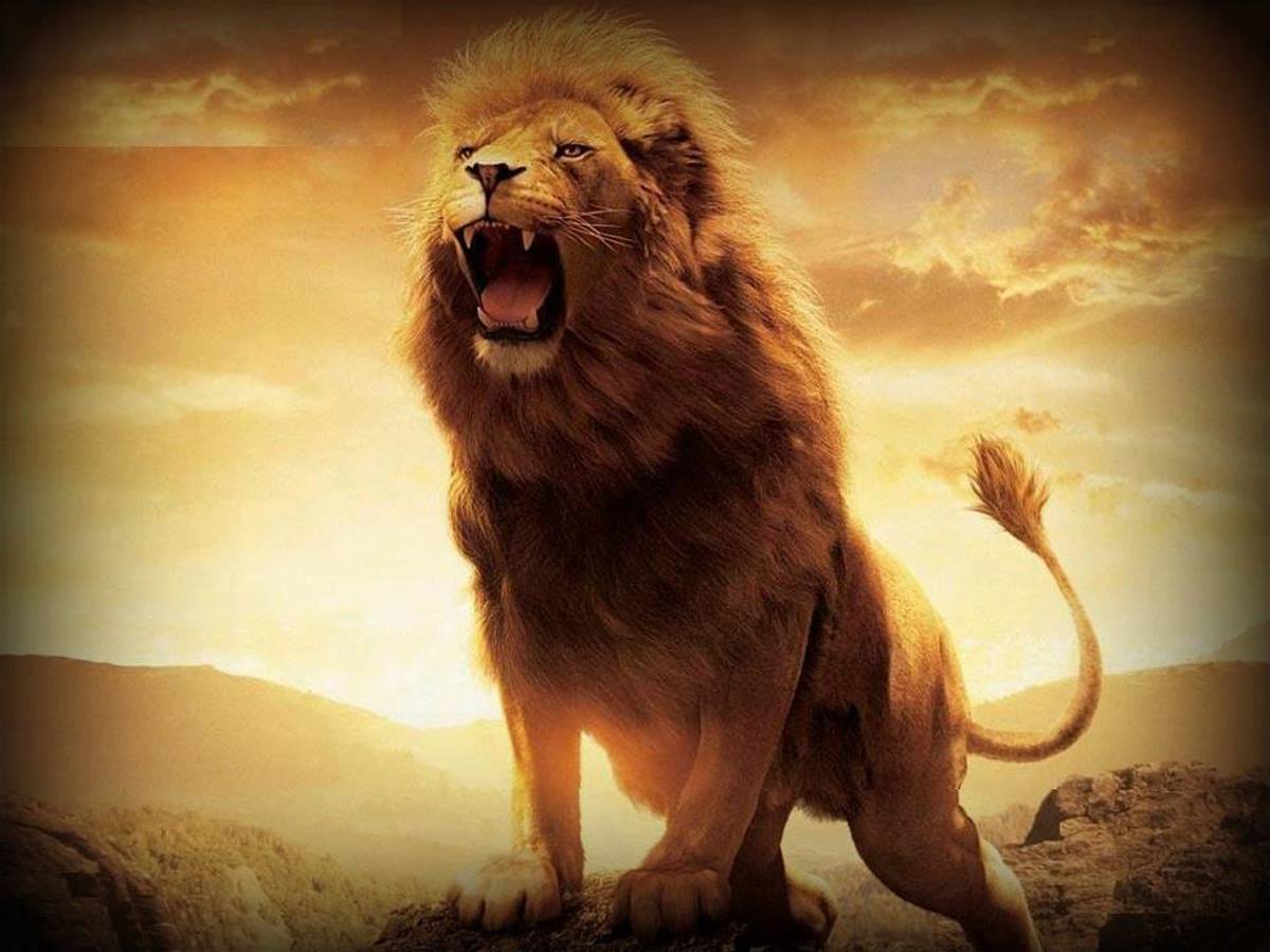 HD Lion Wallpapers 1080p Wallpaper Cave