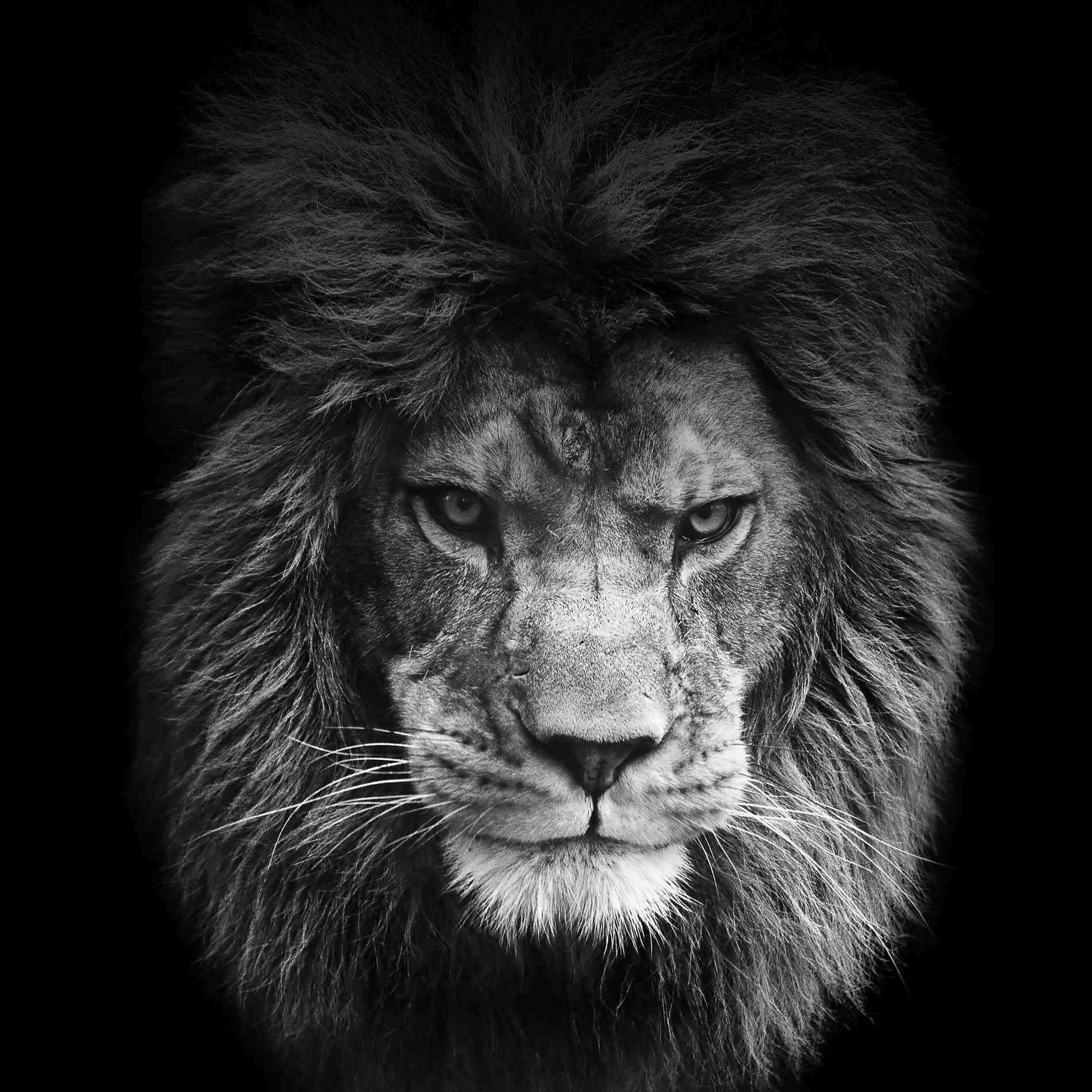 HD Lion Wallpapers 1080p Wallpaper Cave