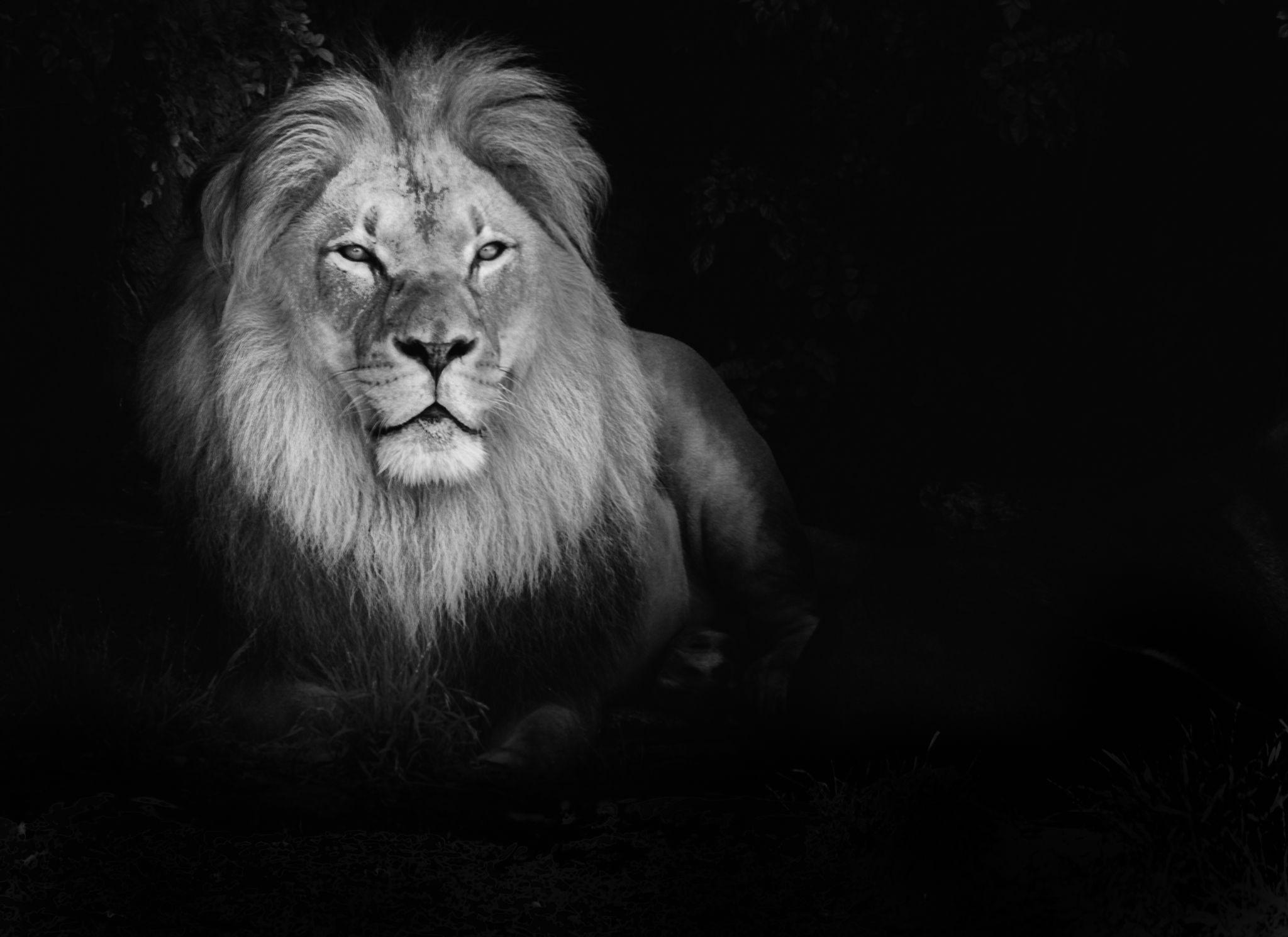 HD Lion Wallpapers 1080p Wallpaper Cave