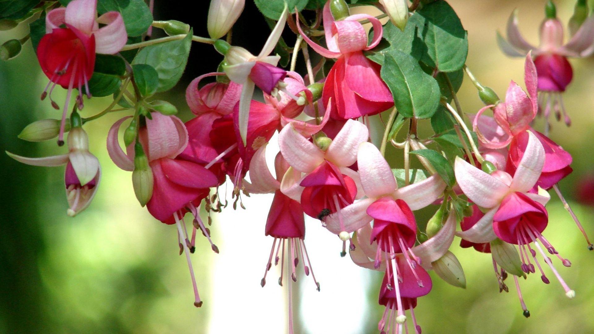 Fuchsia Flower Backgrounds Wallpaper Cave