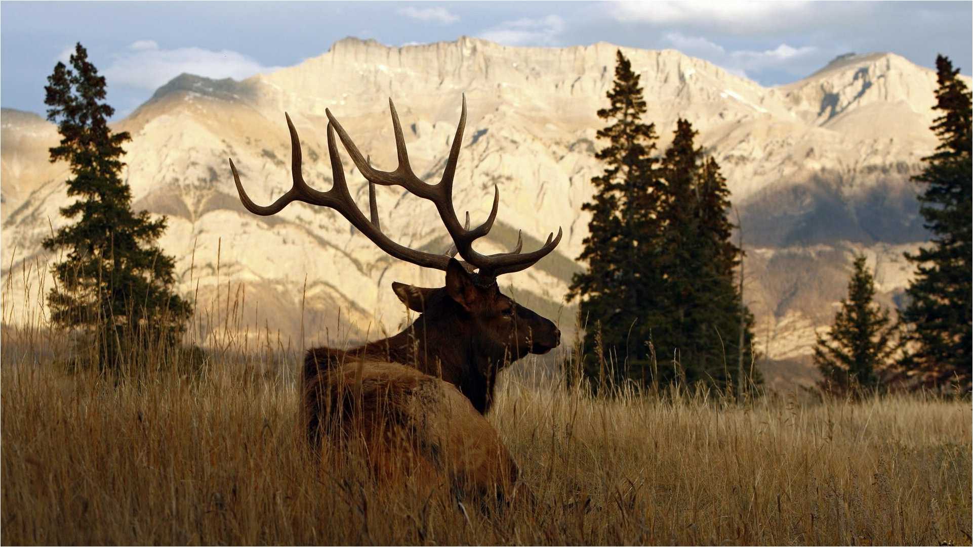 Elk Wallpapers Wallpaper Cave