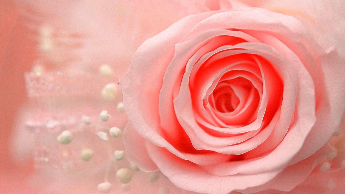 Red And Pink Roses Wallpapers Pics Wallpaper Cave