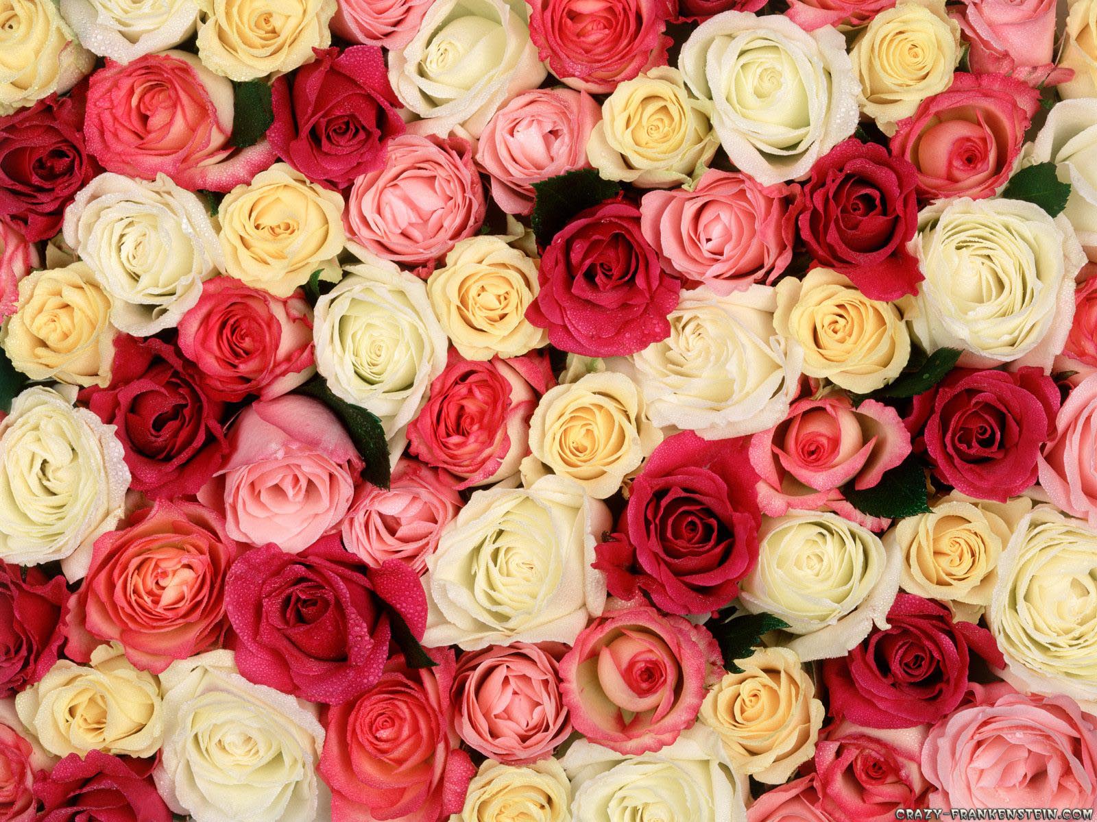 Red And Pink Roses Wallpapers Pics Wallpaper Cave