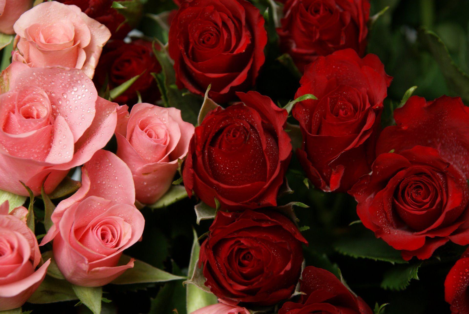 Red And Pink Roses Wallpapers Pics Wallpaper Cave