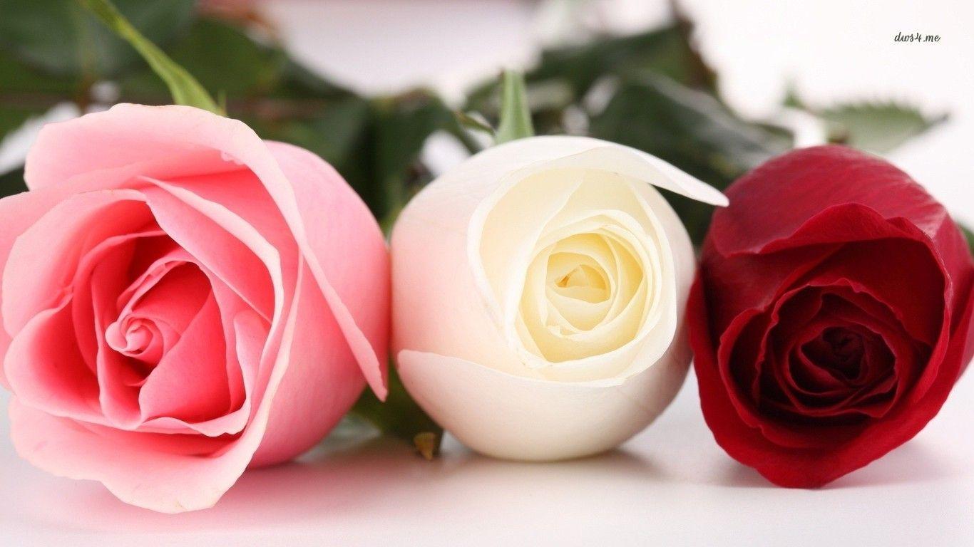 Red And Pink Roses Wallpapers Pics Wallpaper Cave