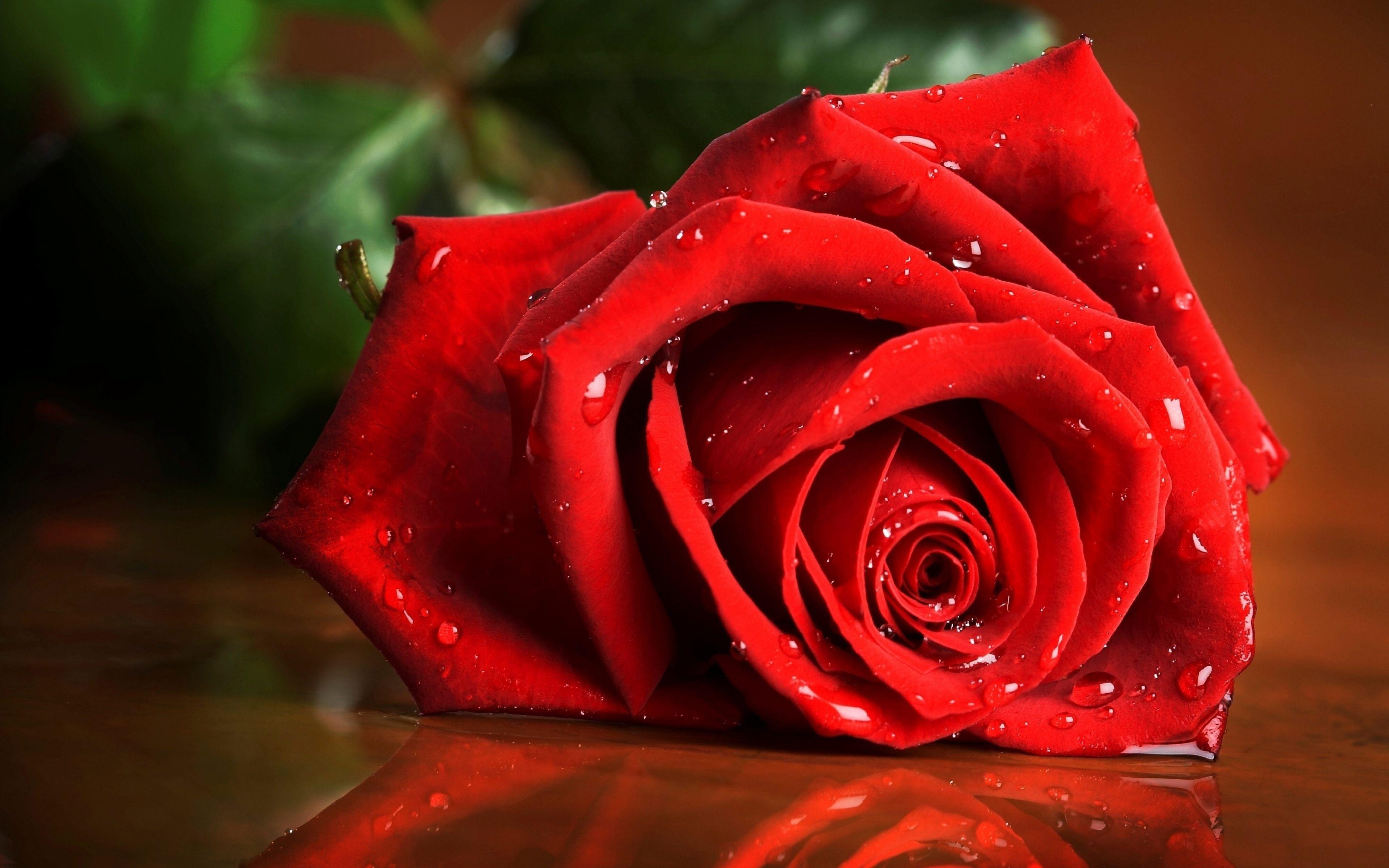 Roses Flower 4K Wallpapers Wallpaper Cave