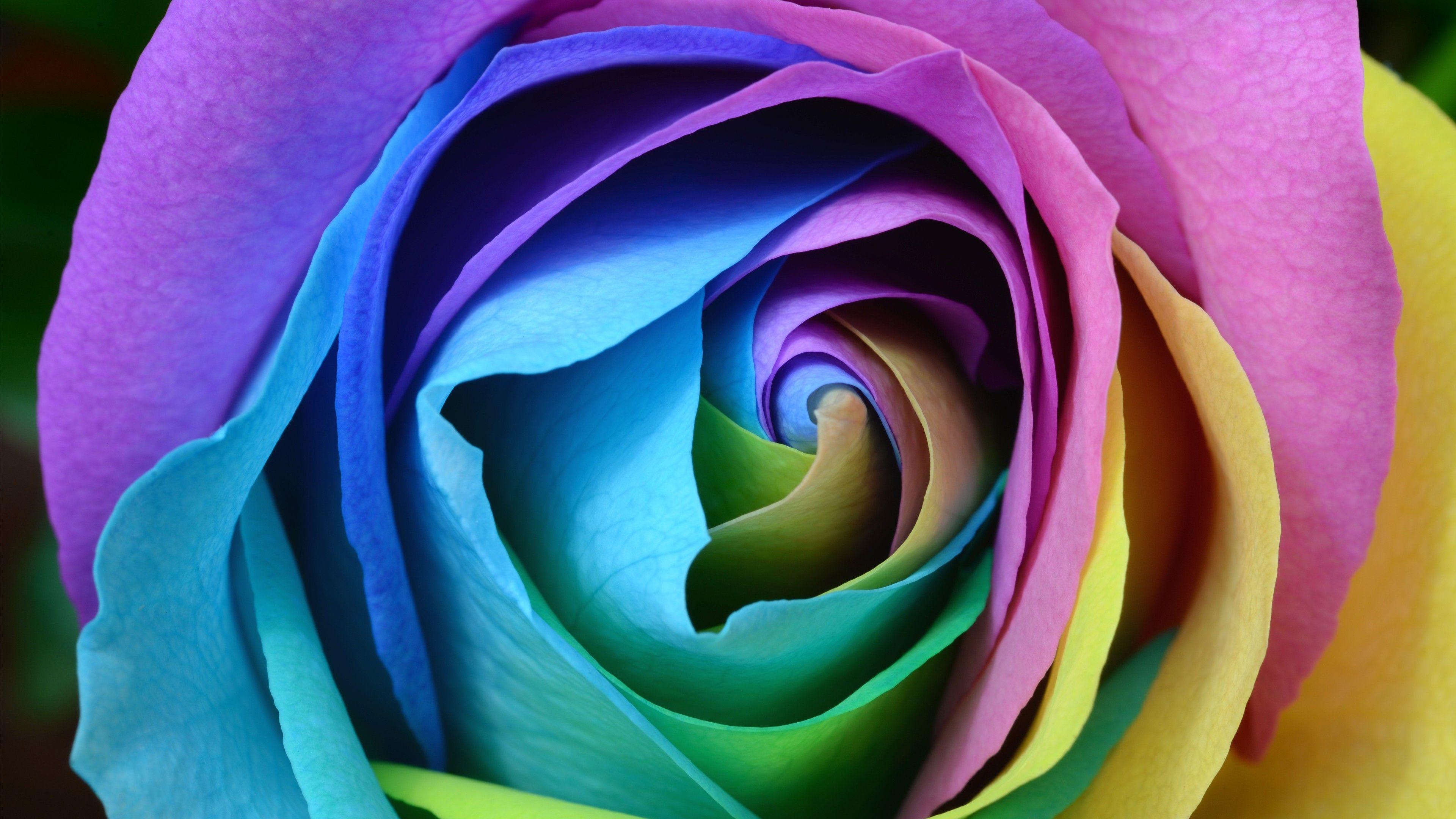 Roses Flower 4K Wallpapers Wallpaper Cave