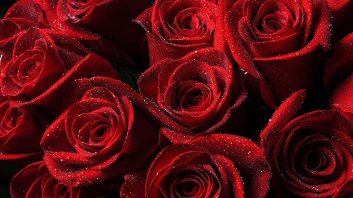 Rose red wallpaper hd wallpapers nice look beautiful Rose red wallpaper hd wallpapers nice look beautiful