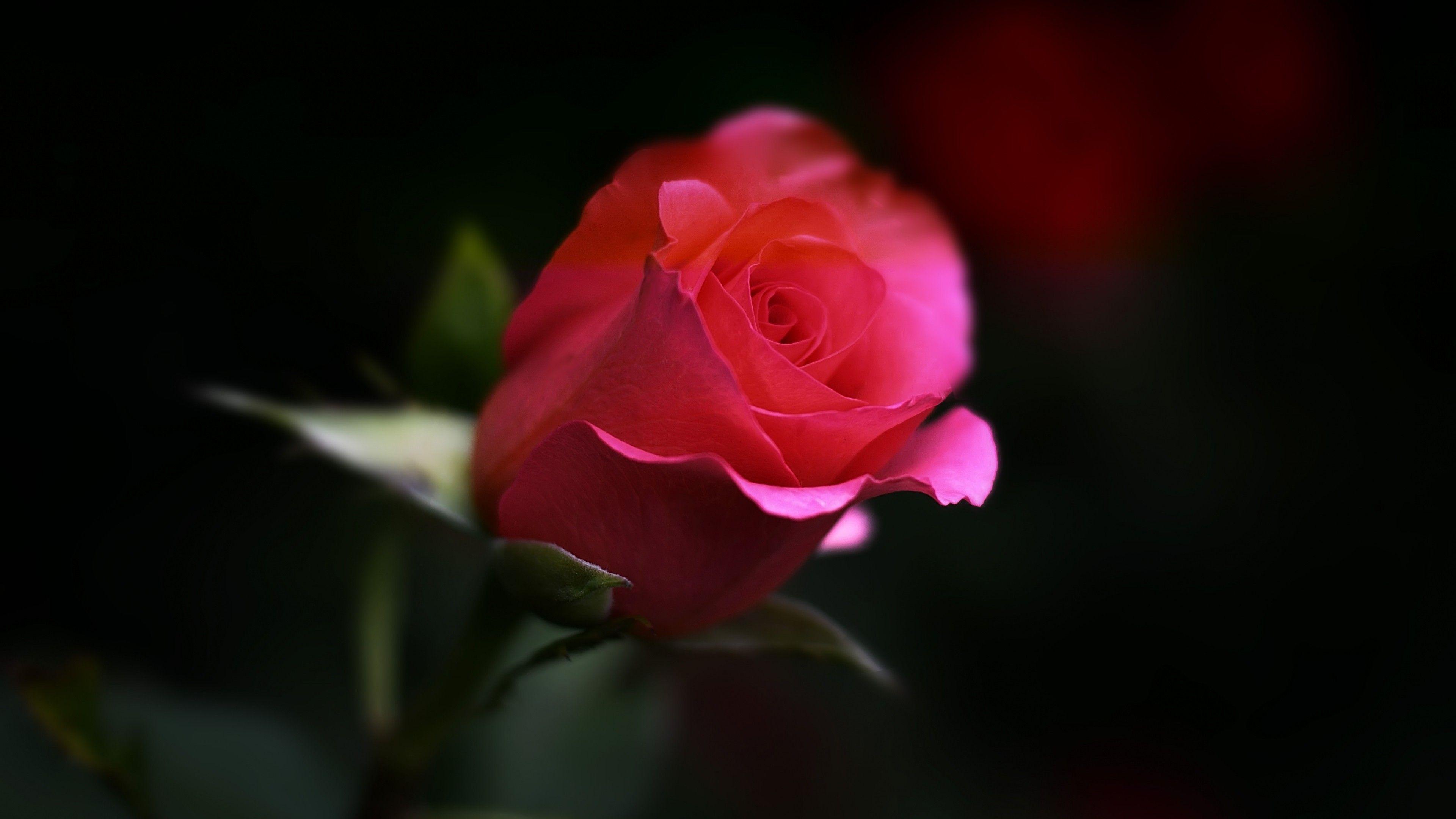 Roses Flower 4K Wallpapers Wallpaper Cave