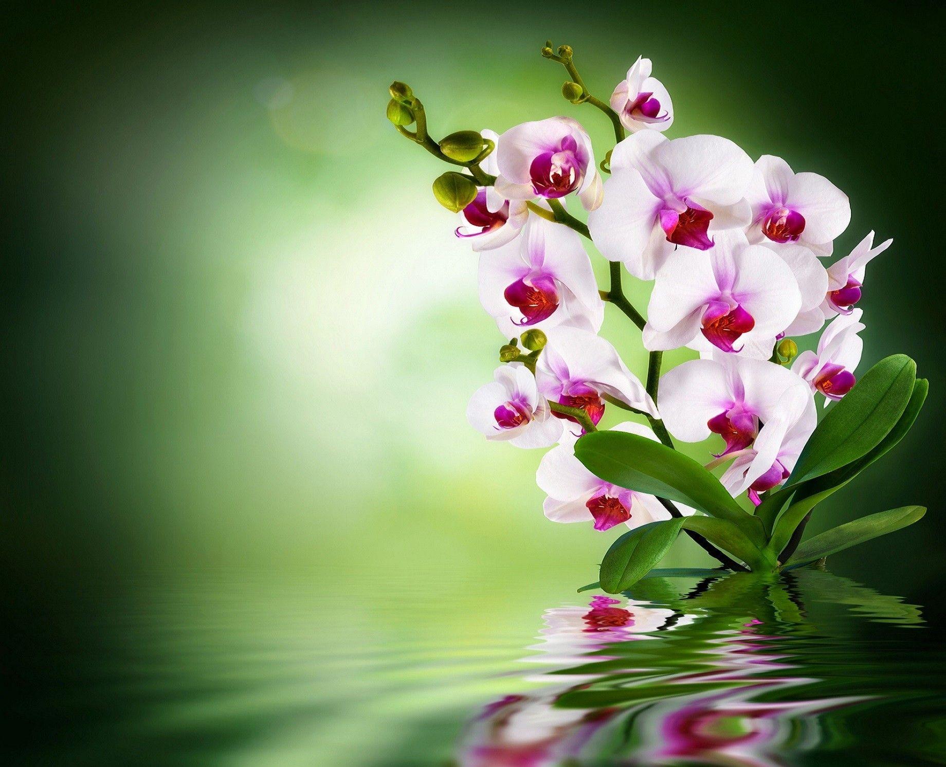 Orchid Flower 4K Wallpapers Wallpaper Cave