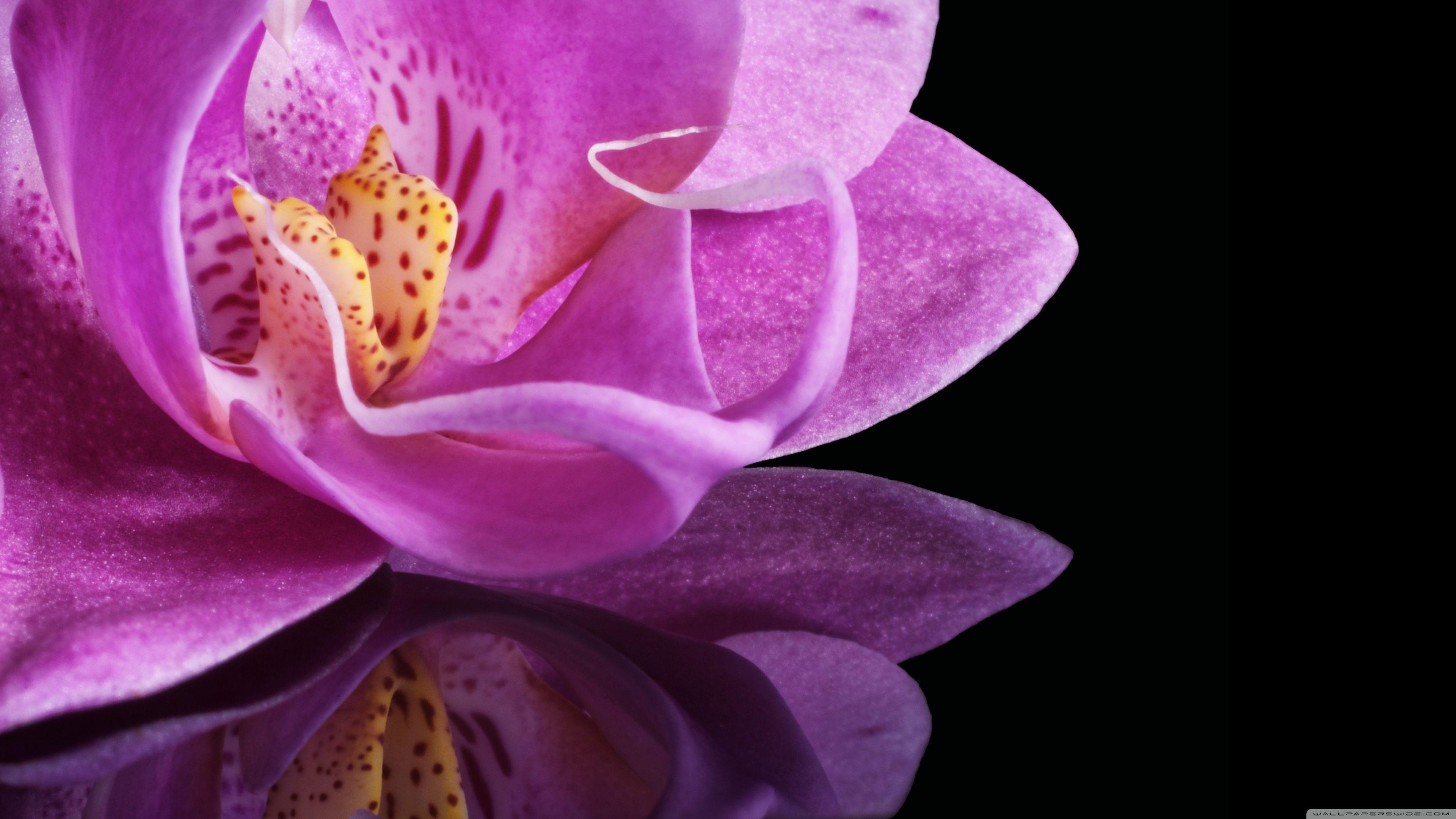 Orchid Flower 4K Wallpapers Wallpaper Cave