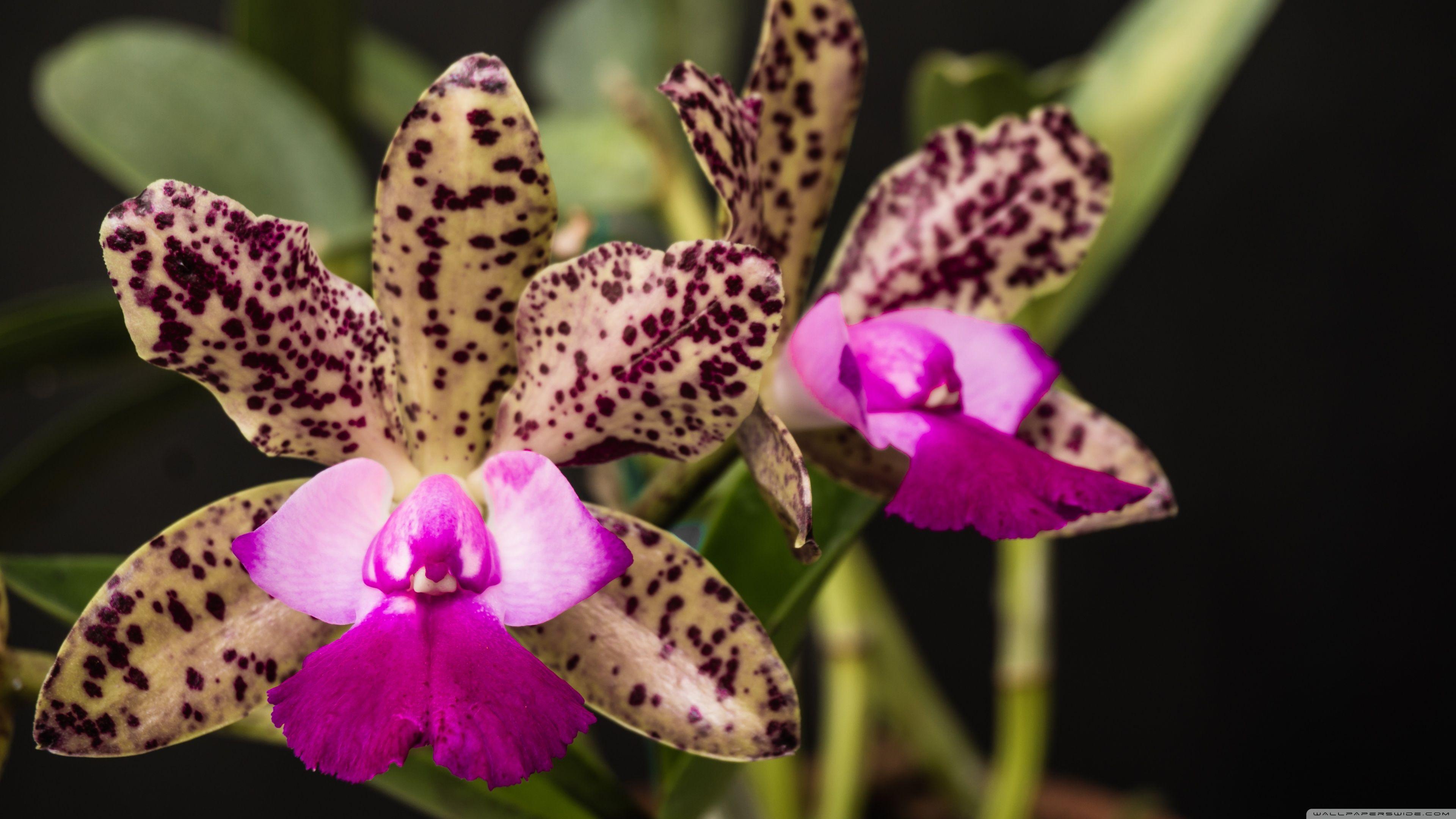 Orchid Flower 4K Wallpapers Wallpaper Cave