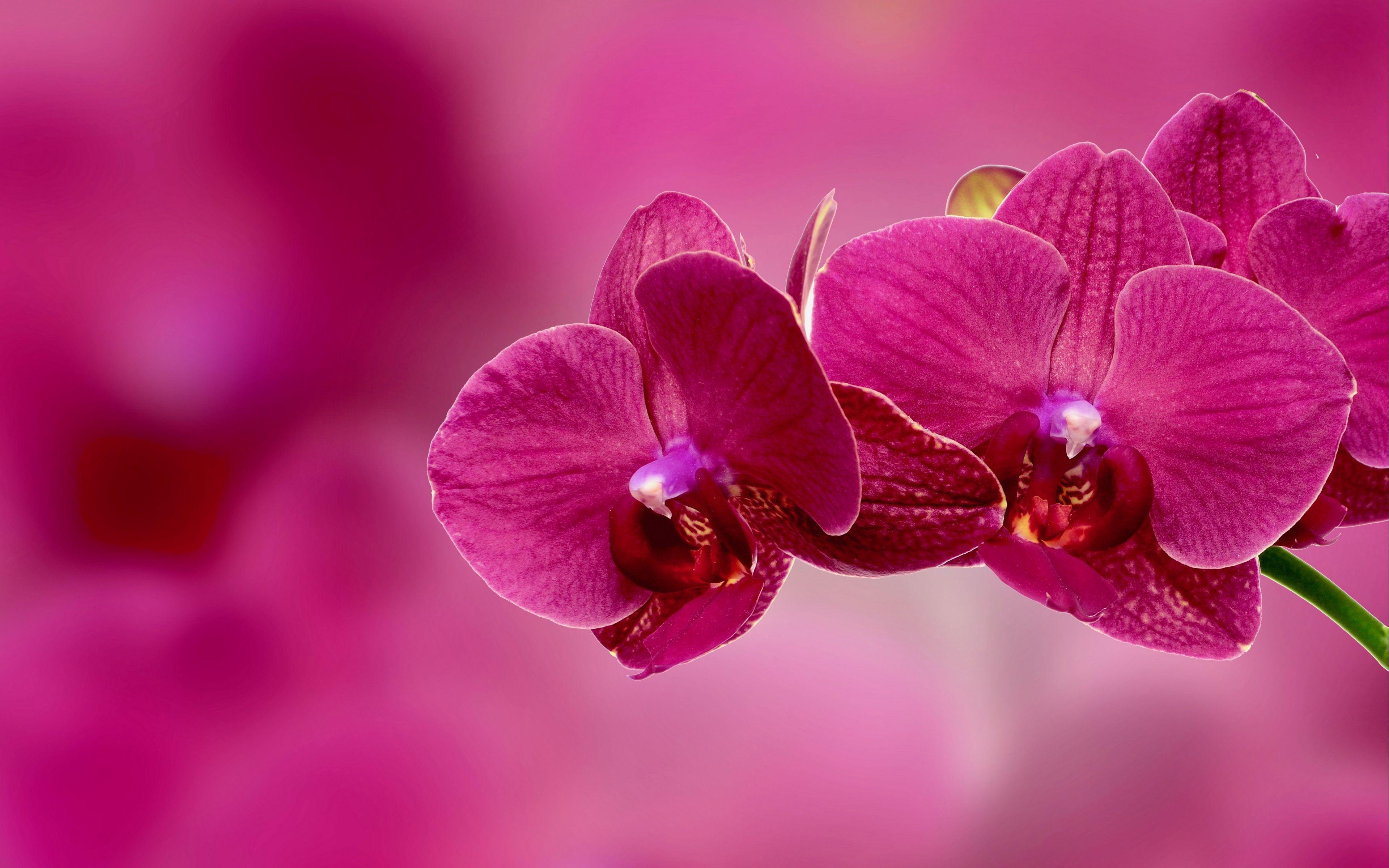 Orchid Flower 4K Wallpapers Wallpaper Cave