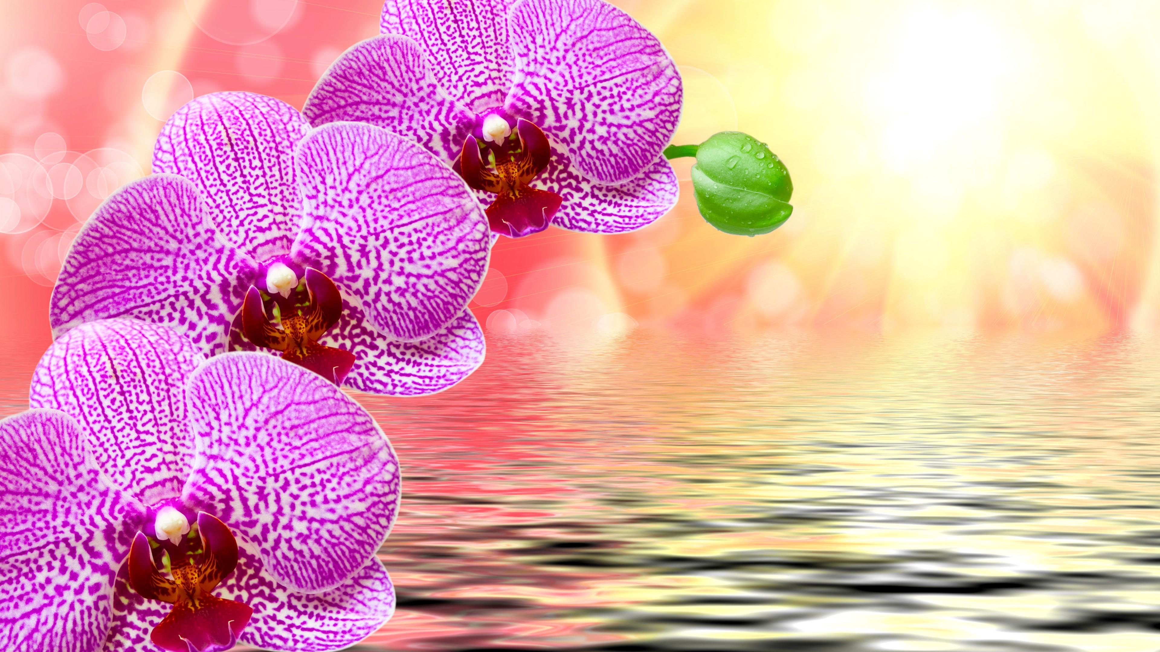 Orchid Flower 4K Wallpapers Wallpaper Cave