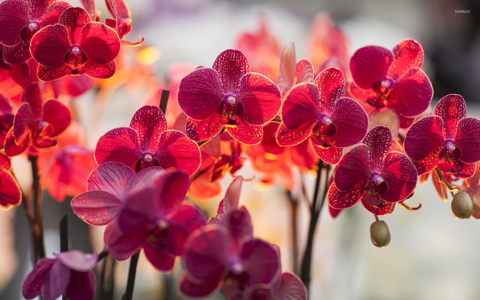 Orchid Flower 4K Wallpapers Wallpaper Cave