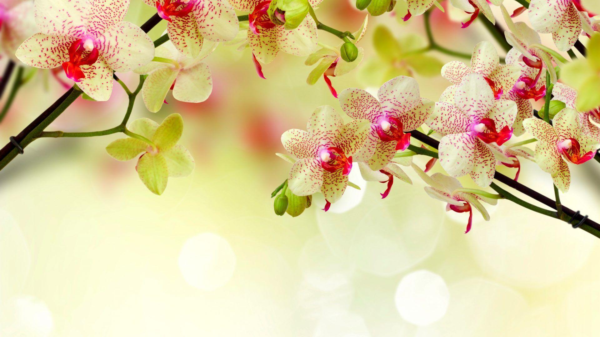 Orchid Flower 4K Wallpapers Wallpaper Cave