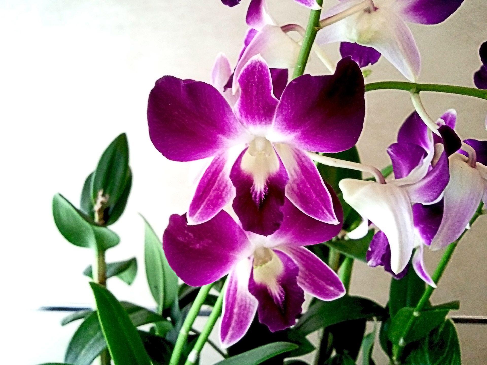 Orchid Flower 4K Wallpapers Wallpaper Cave