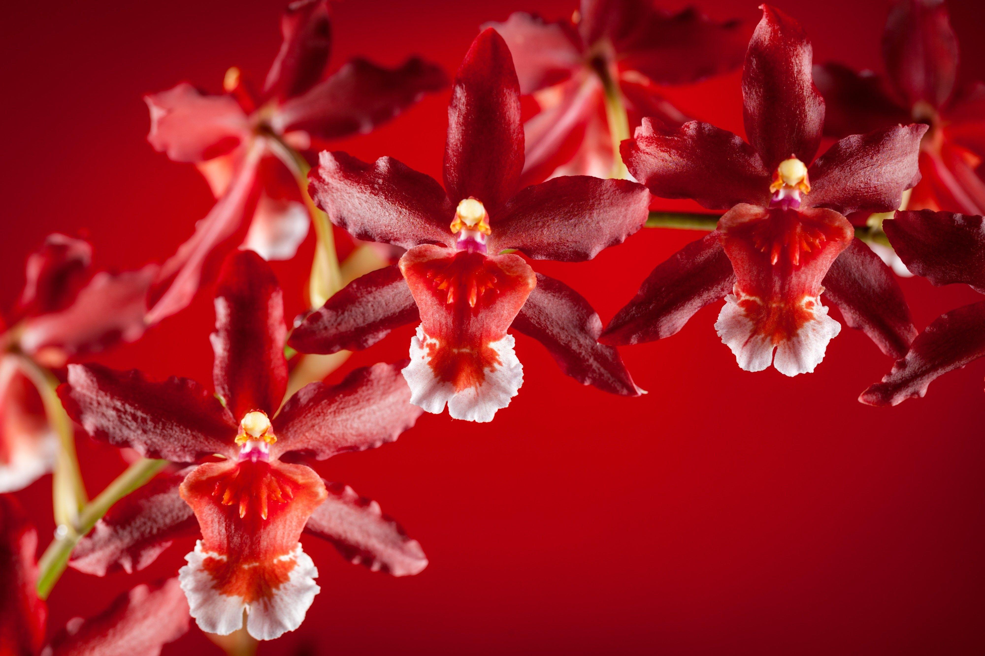 Orchid Flower 4K Wallpapers Wallpaper Cave