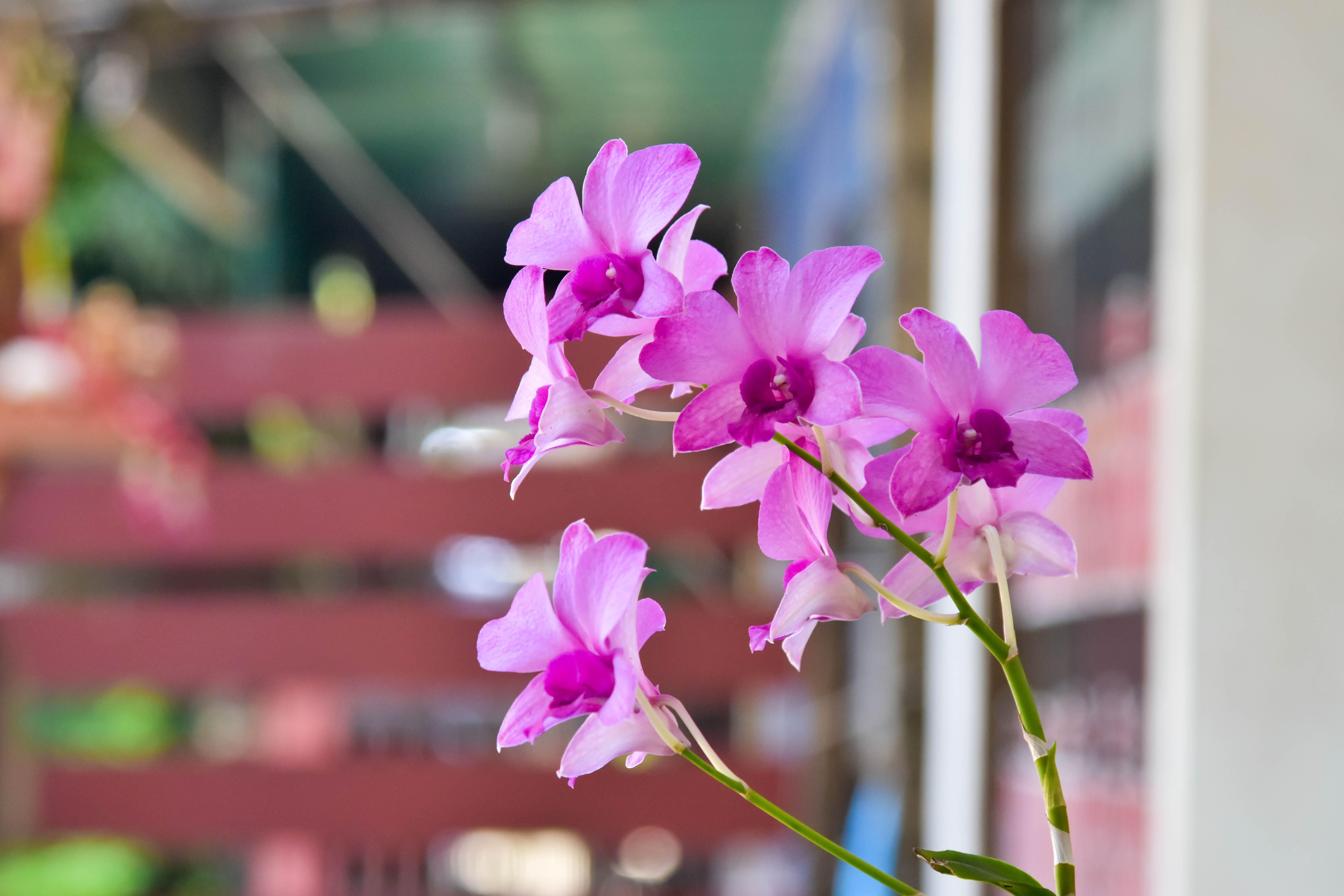 Orchid Flower 4K Wallpapers Wallpaper Cave