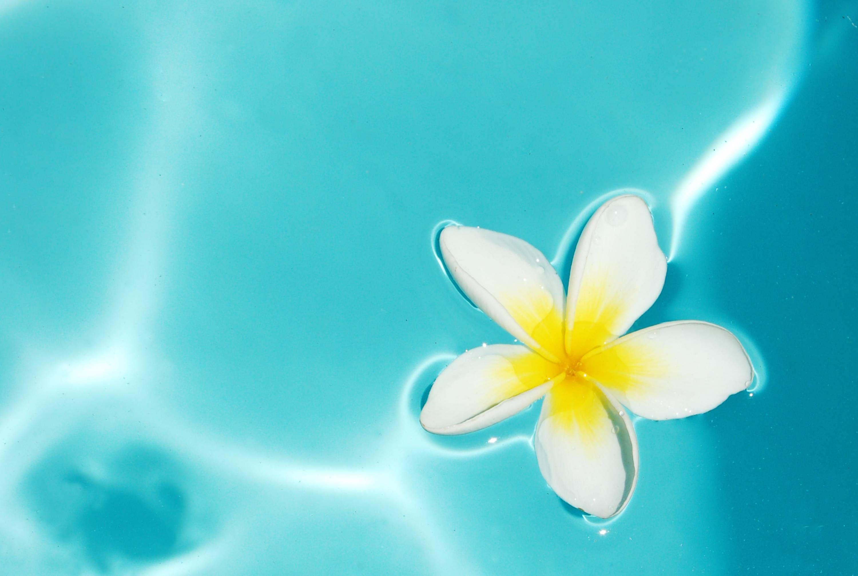 Wallpapers Frangipani Wallpaper Cave