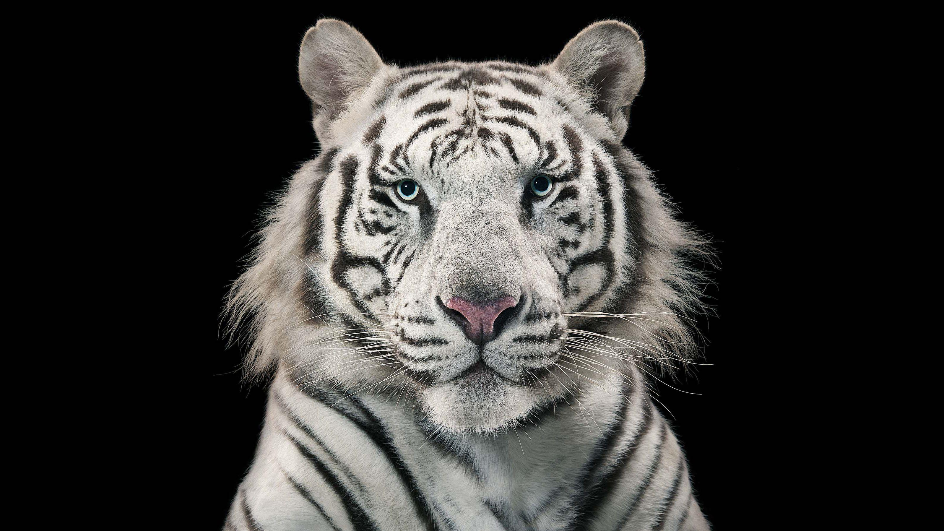 Siberian White Tiger 4k Wallpapers Wallpaper Cave