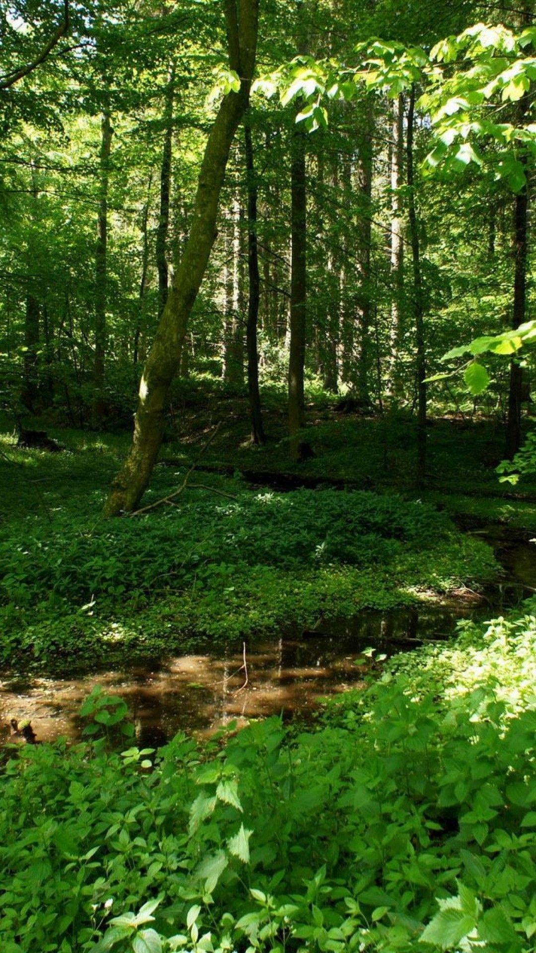 Green Forest Trees Wallpapers Wallpaper Cave