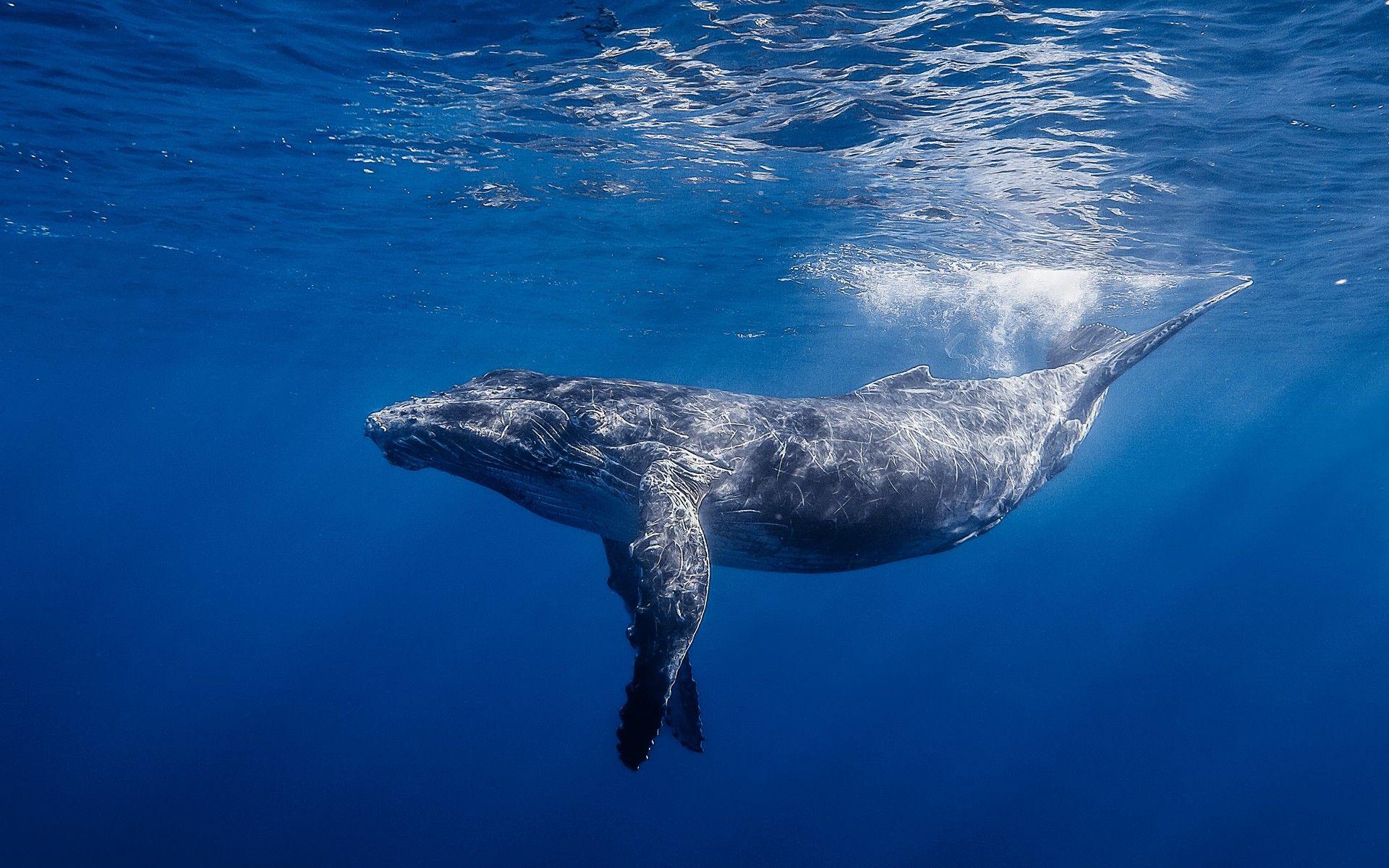 4K wallpaper Samsung Galaxy S8 Blue Whale Hd Wallpaper